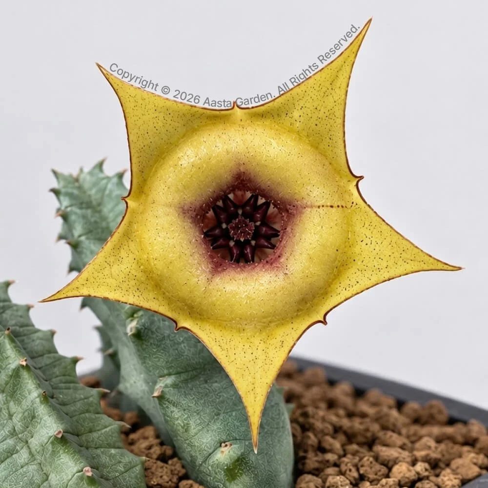 Huernia zebrina hyb. ‘Butter Donut’01.jpg