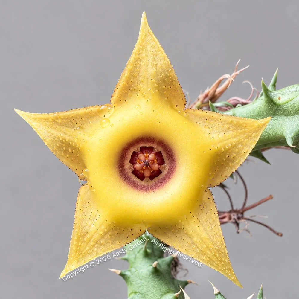 Huernia hyb. ‘Gold squid'01.jpg