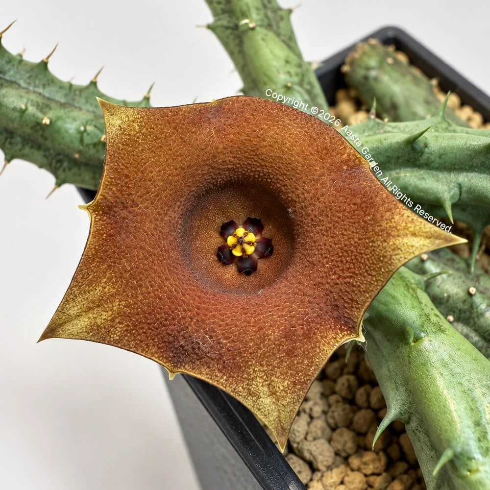 Huernia rosea (Orange Fl)02.jpg