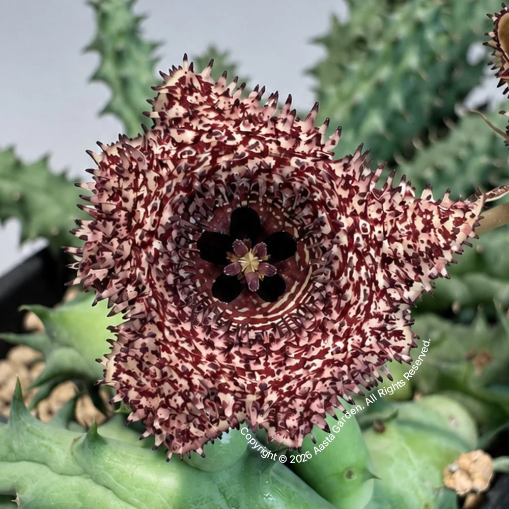 Huernia hystrix 1.jpg