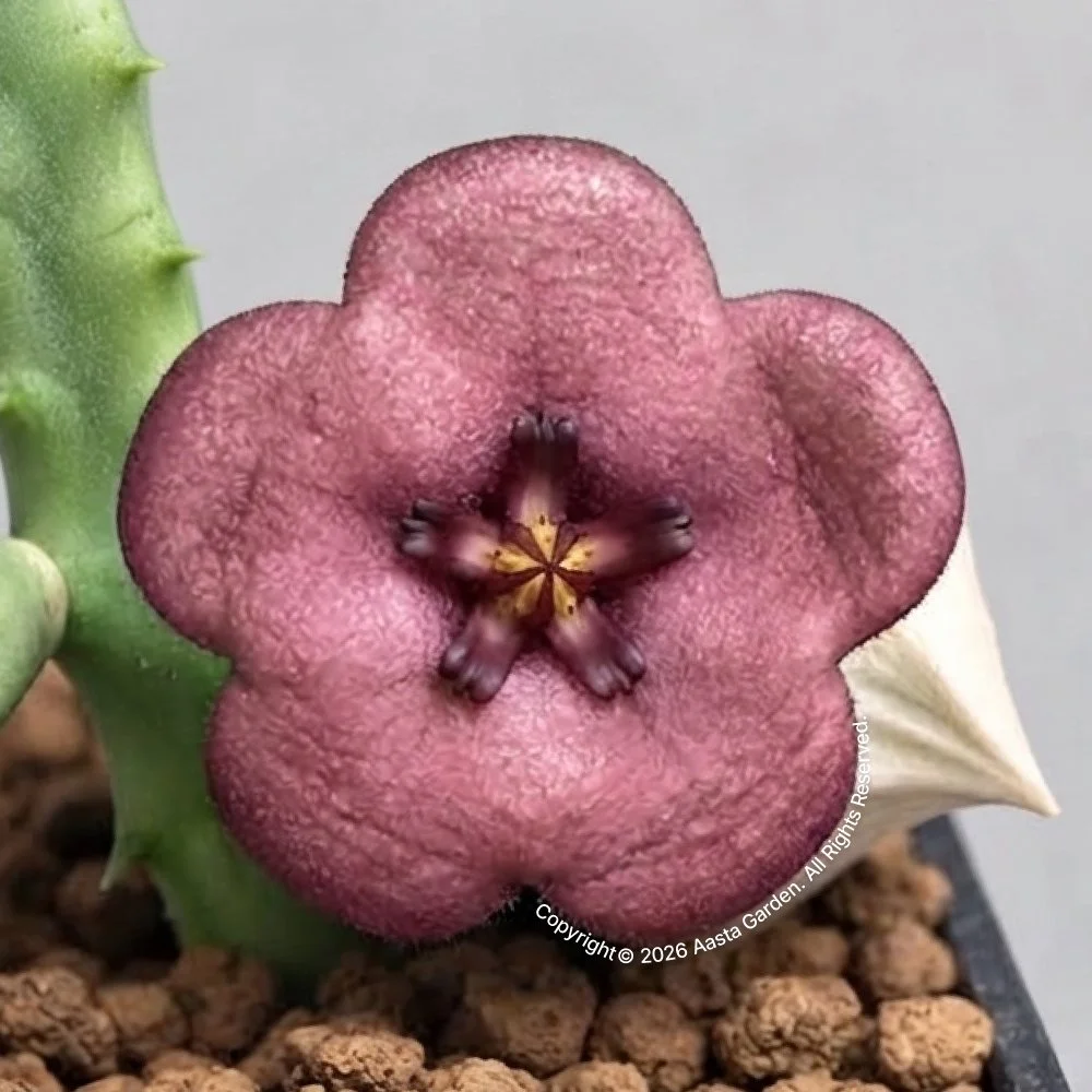 Stapelianthus montagnacii hyb.