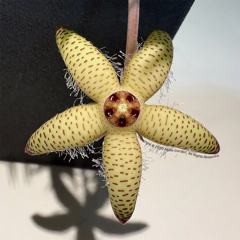 Orbea maculata ssp. maculate(From Mozambique) 1.jpg