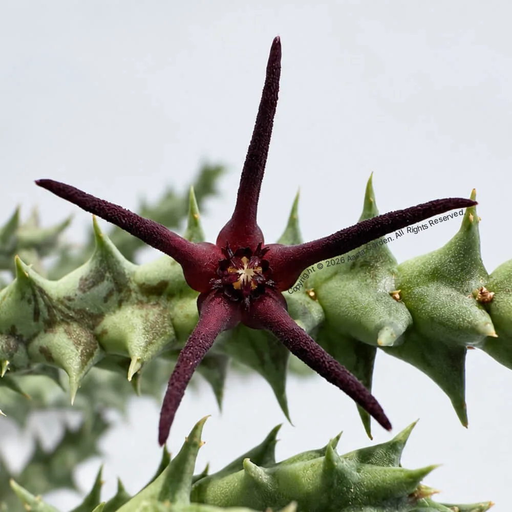 Orbea baldratii ssp. baldratii1.jpg