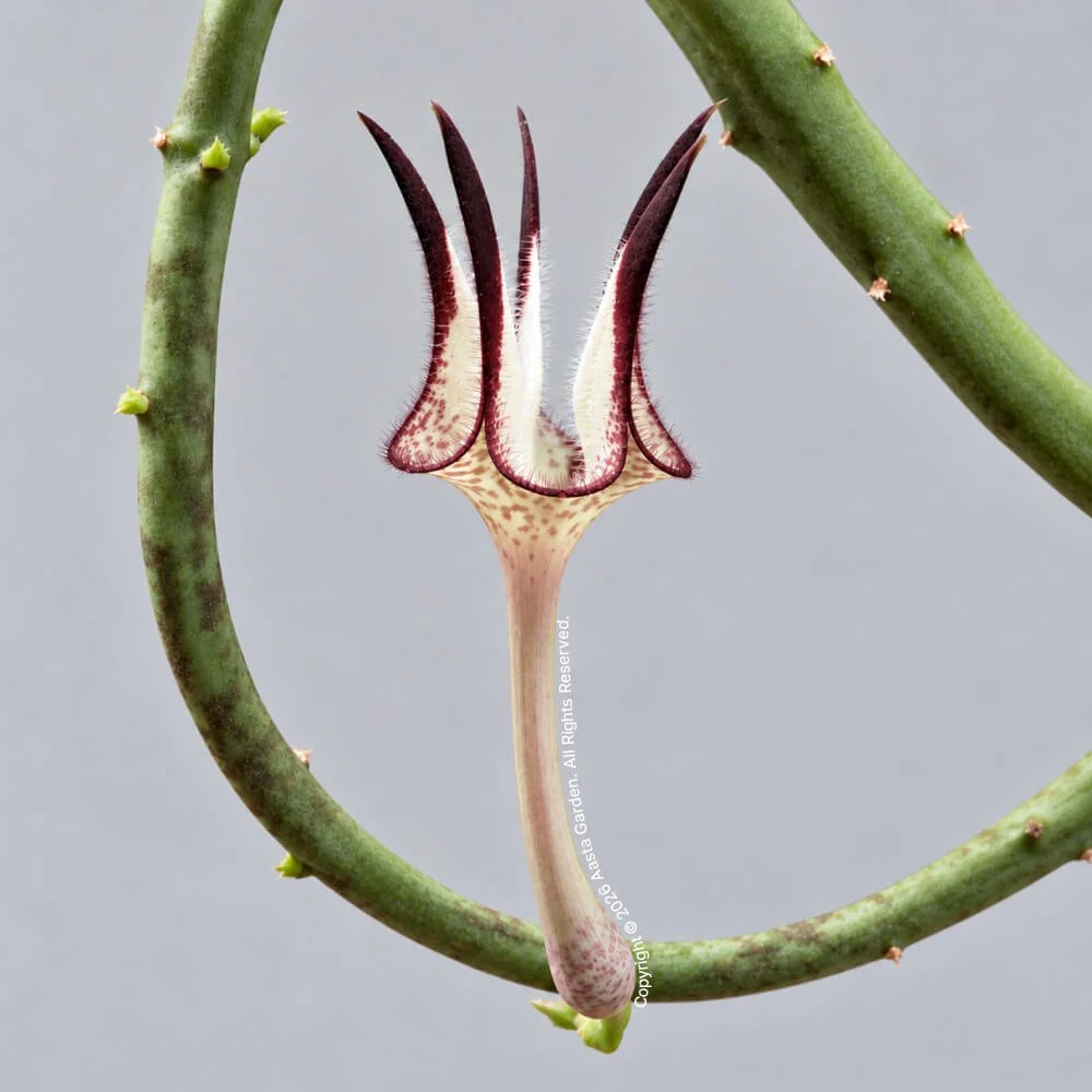 Ceropegia stapeliiformis