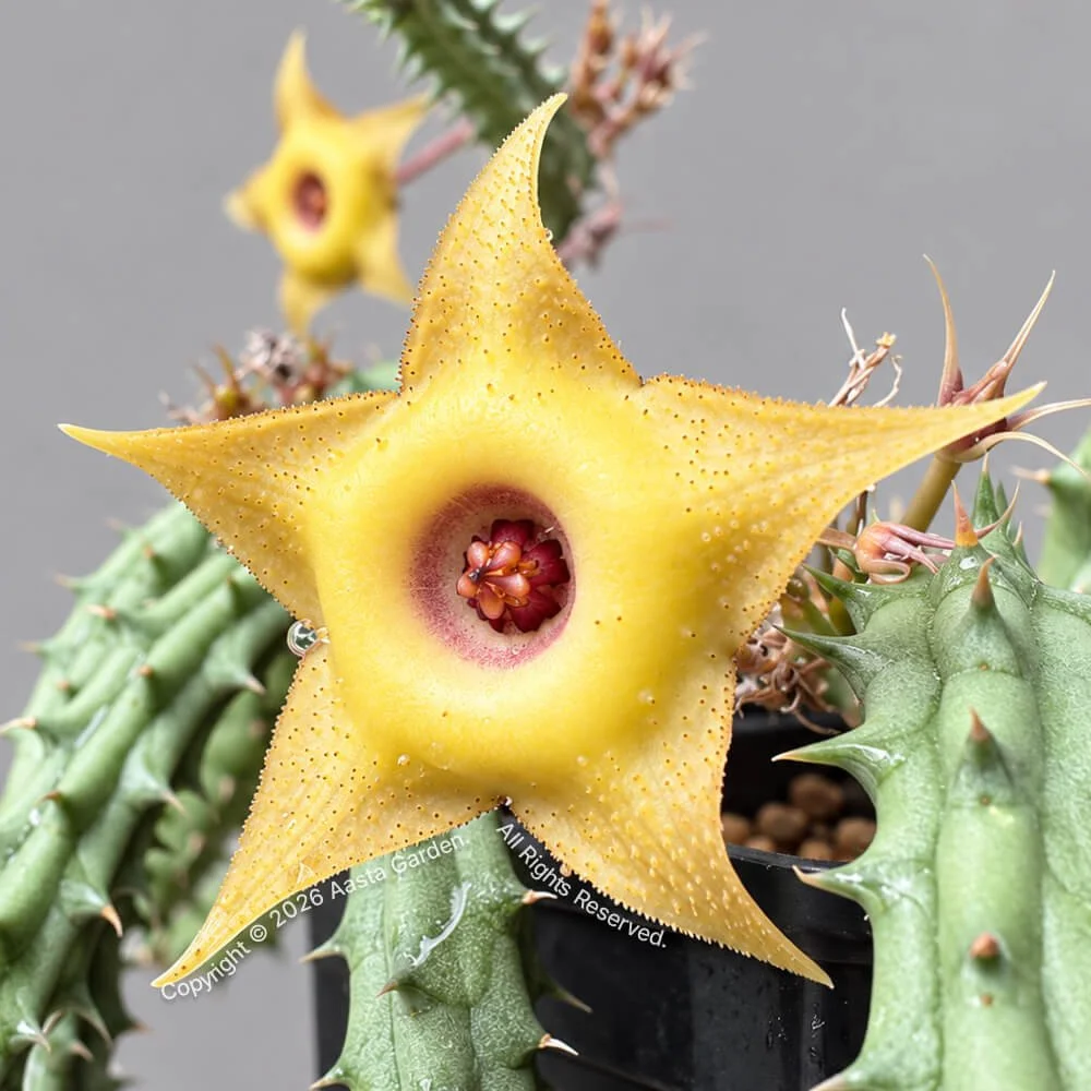 Huernia hyb. ‘Gold squid'02.jpg