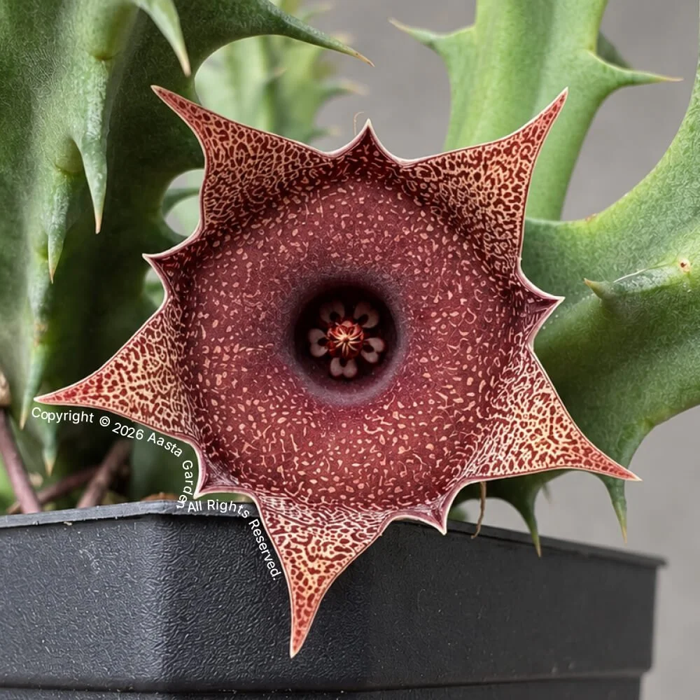 Huernia hyb. ‘Berry Frost’