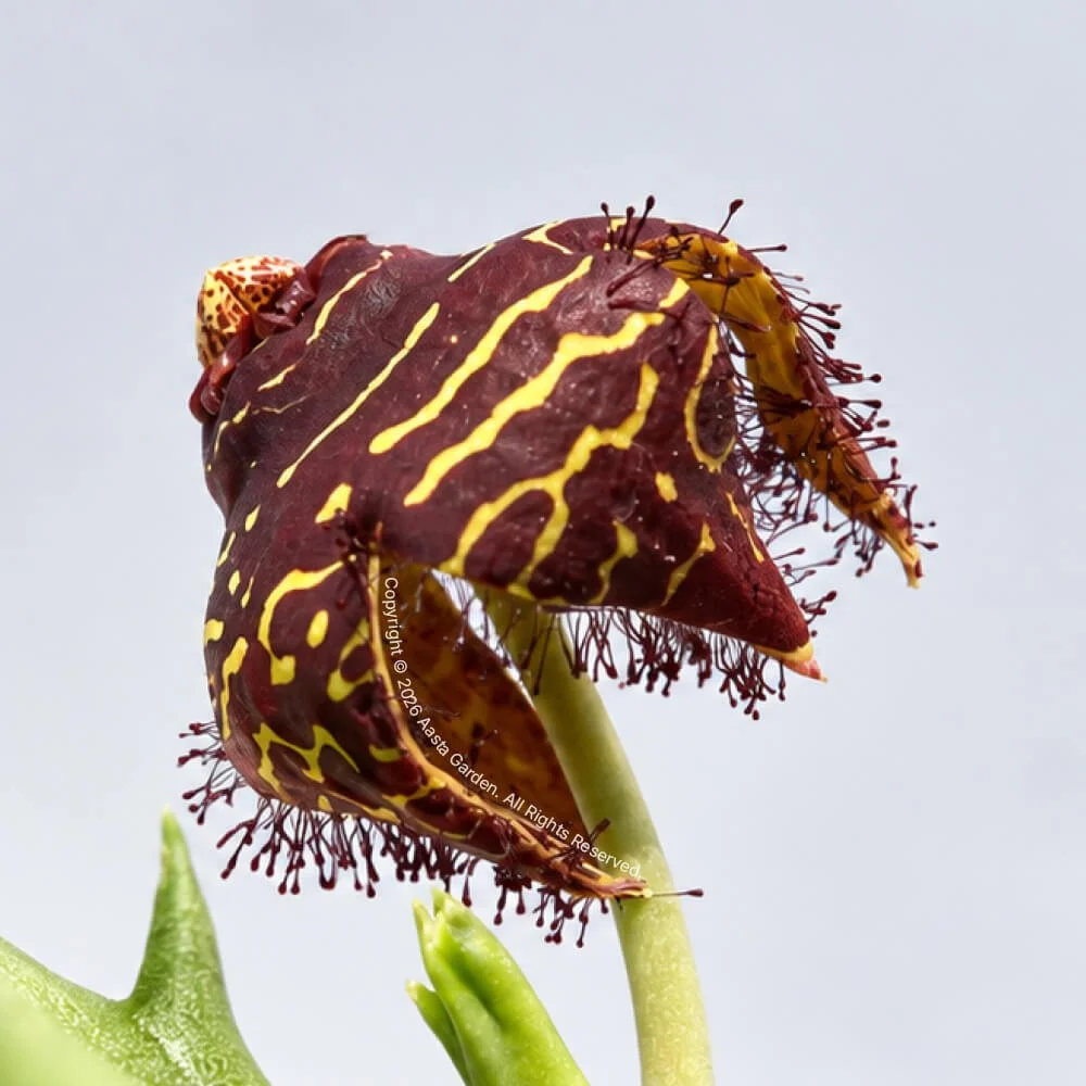 Orbea macloughlinii03.jpg