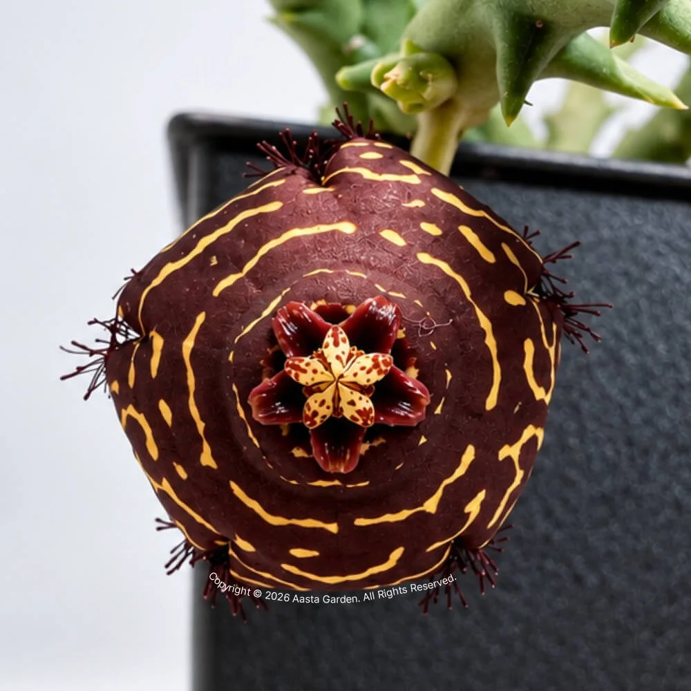 Orbea macloughlinii01.jpg