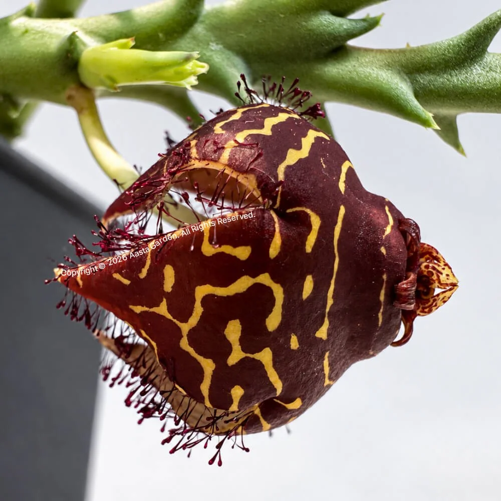 Orbea macloughlinii02.jpg