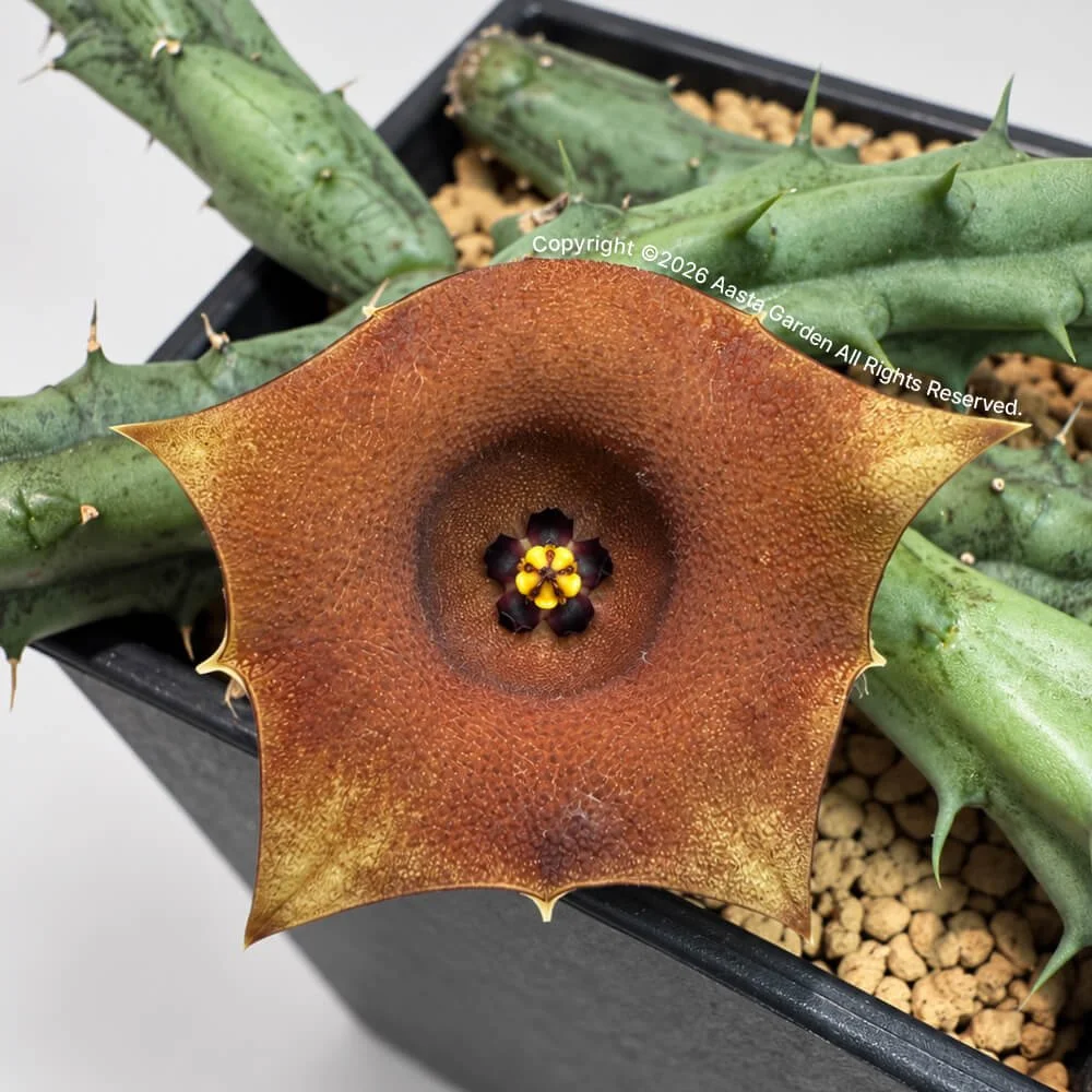 Huernia rosea (Orange Fl)01.jpg