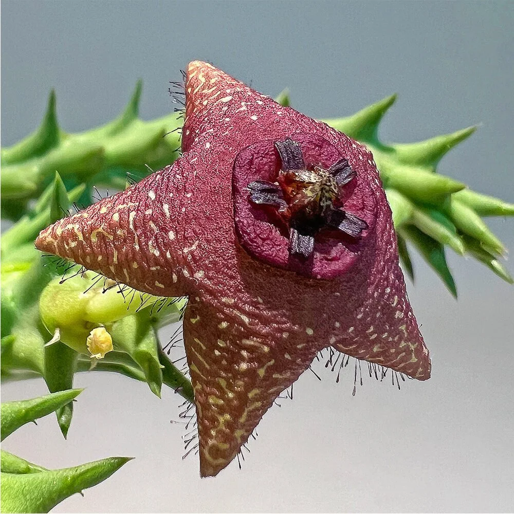 Orbea woodii_02.jpg