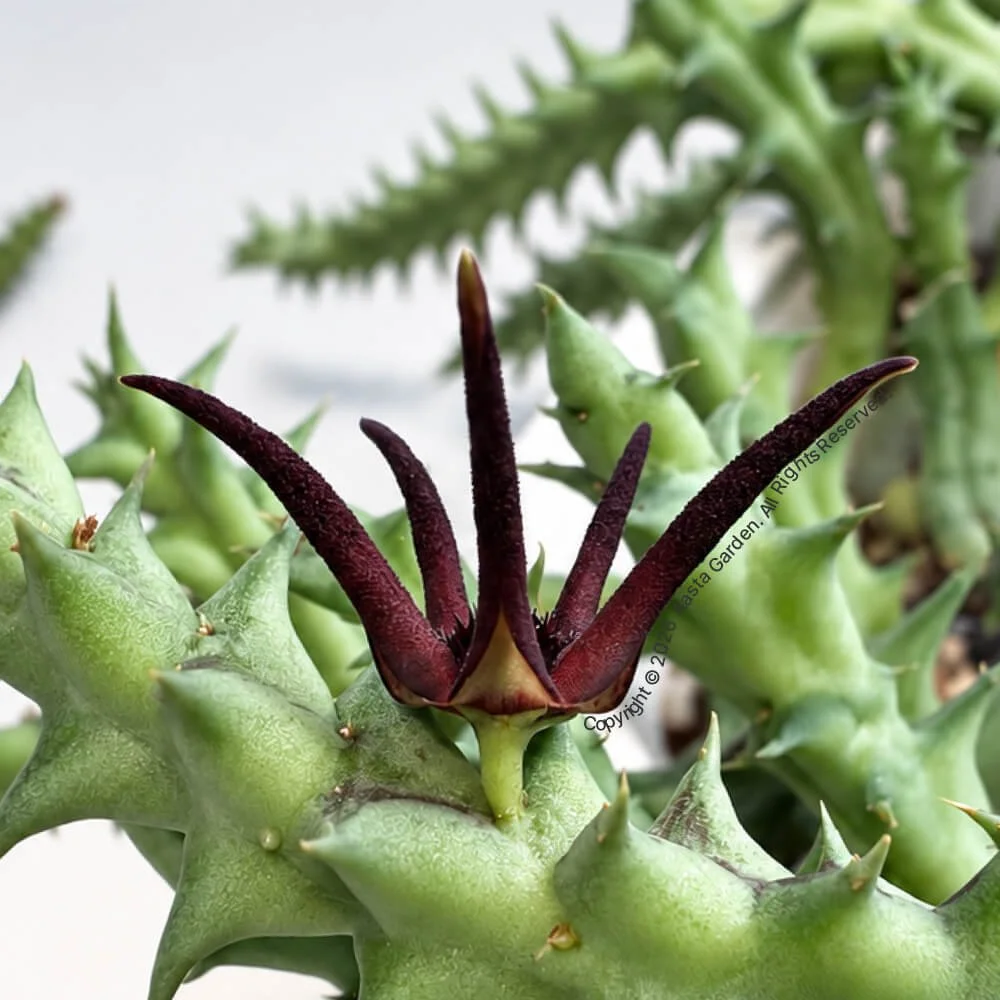 Orbea baldratii ssp. baldratii3.jpg