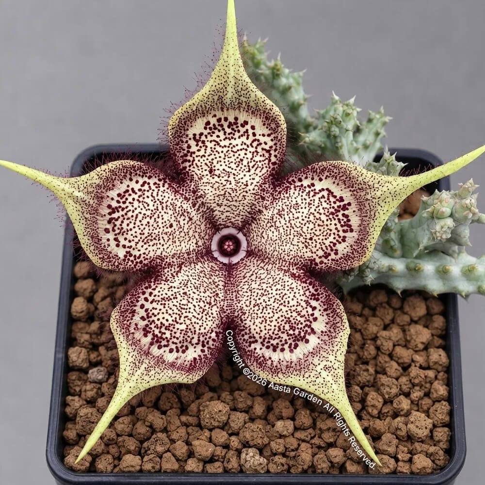 Edithcolea grandis -‘Latte’.jpg