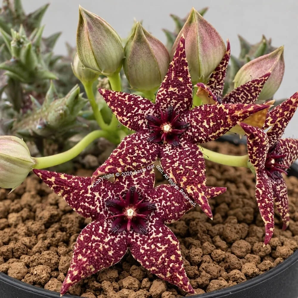 Orbea albocastanea02.jpg