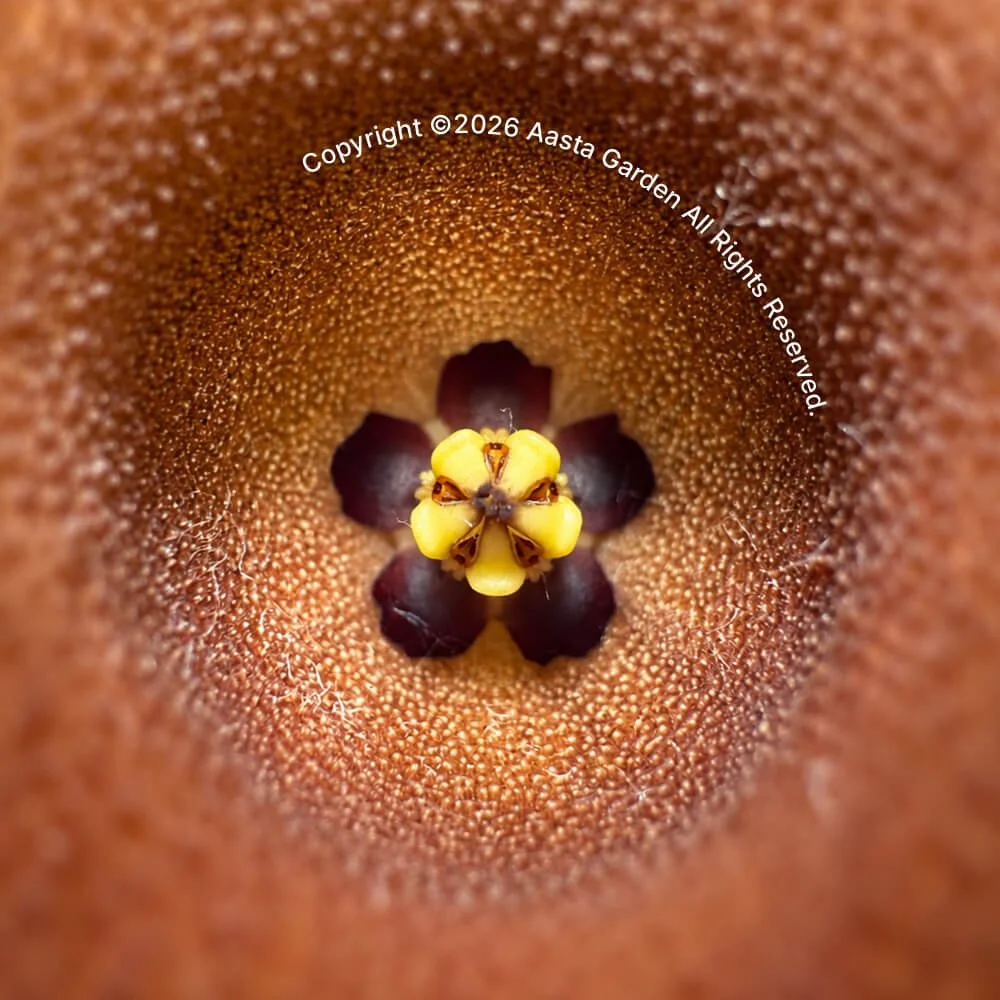 Huernia rosea (Orange Fl)03.jpg