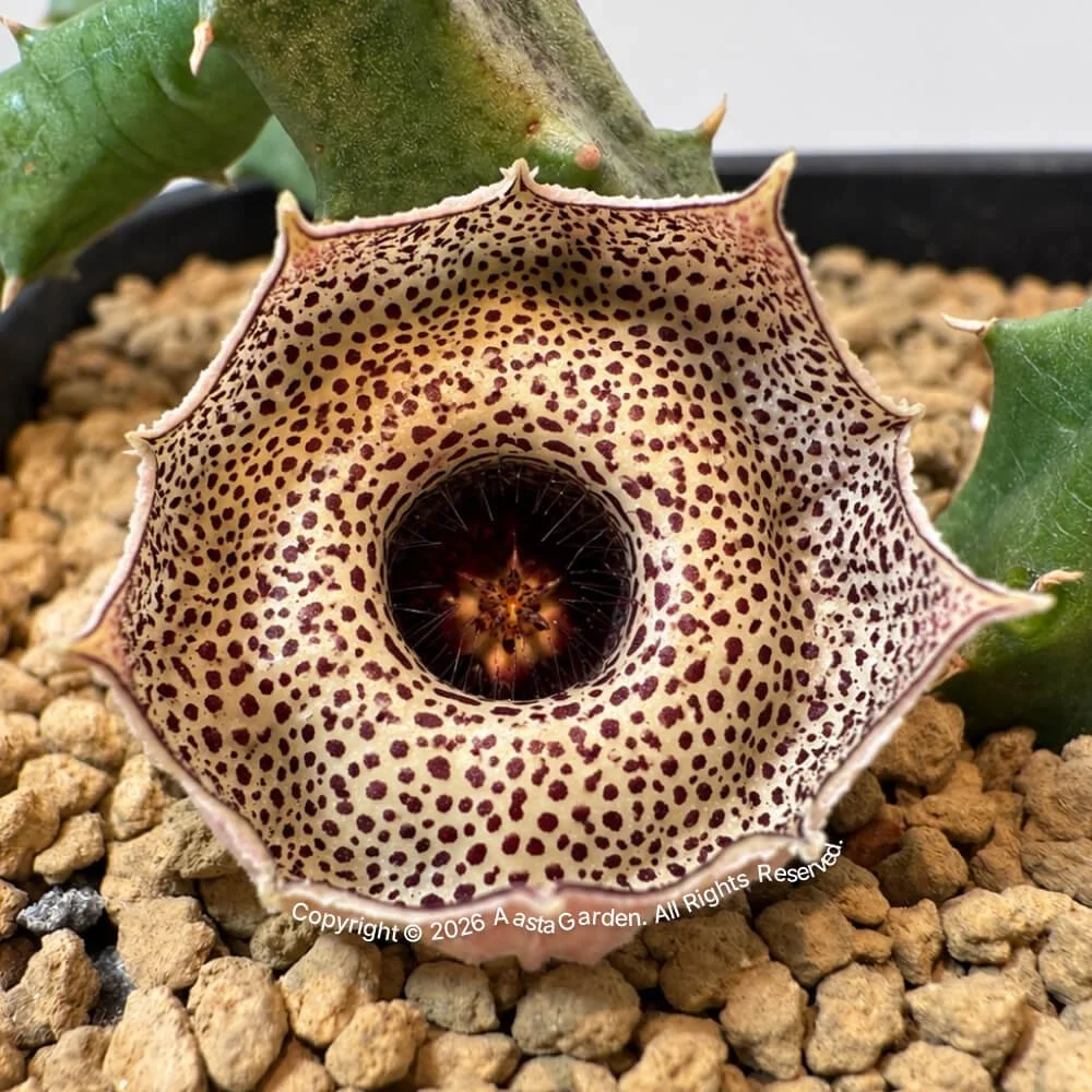 Huernia Erectiloba(Brown dot Fl) 01.jpg