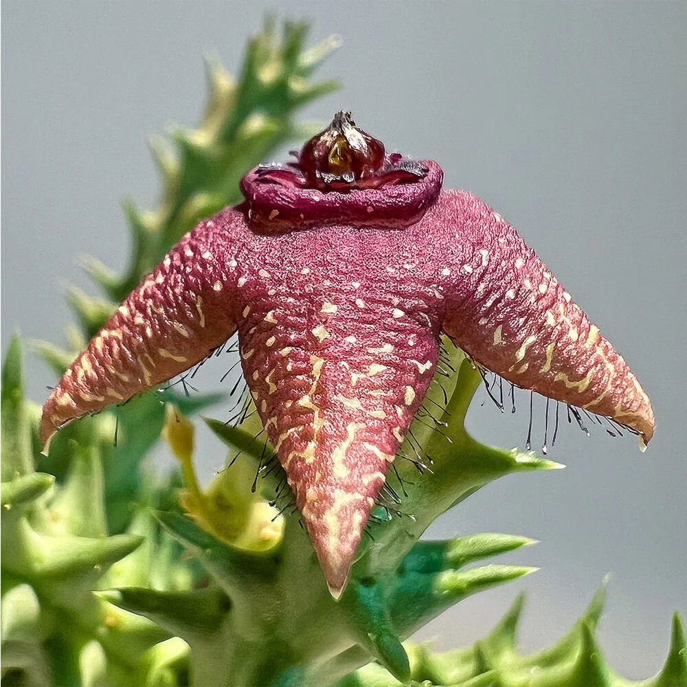 Orbea woodii_03.jpg