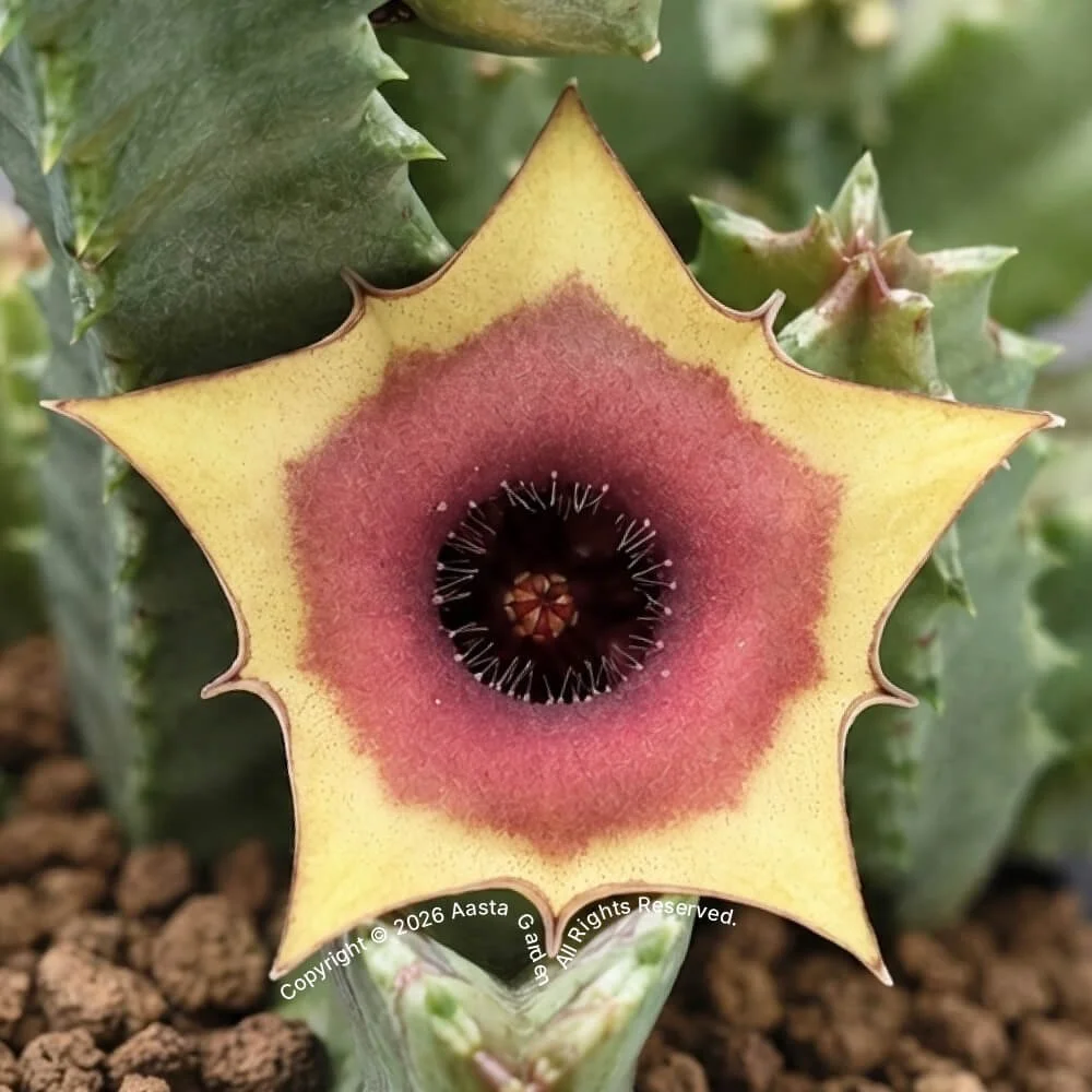 Huernia zebrina hyb. 'Sweet Halo’.jpg
