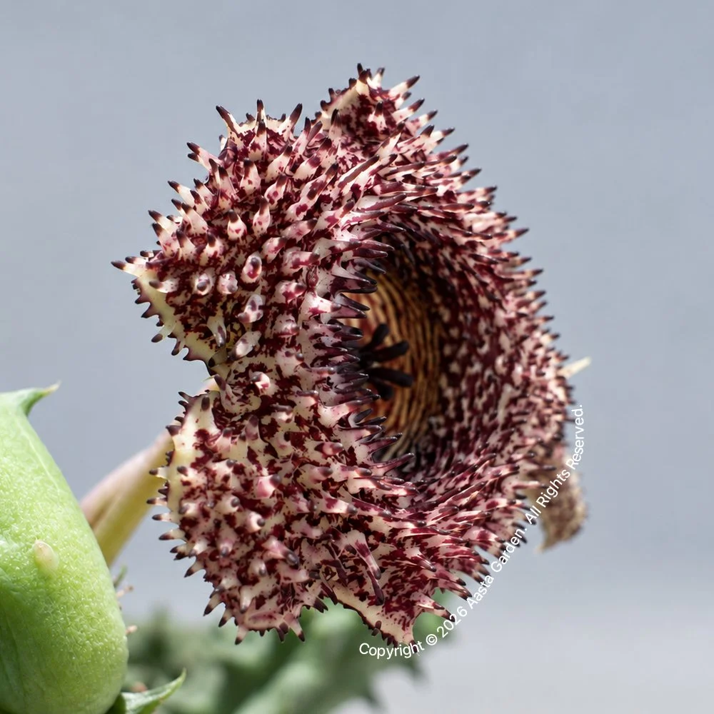 Huernia hystrix 2.jpg