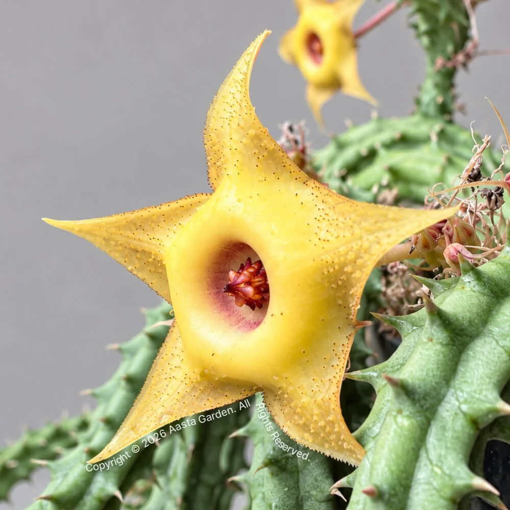 Huernia hyb. ‘Gold squid'03.jpg