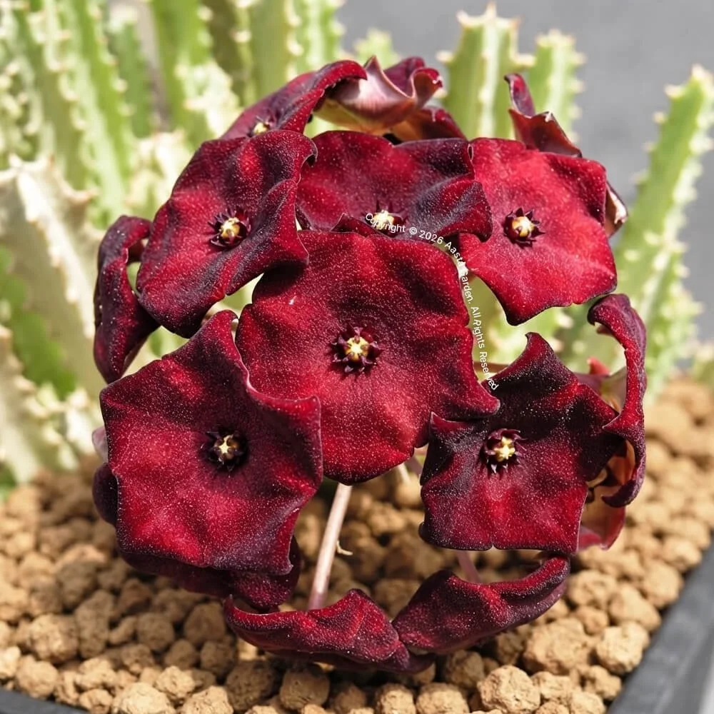 Caralluma umbellata