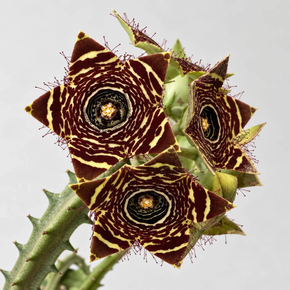 Caralluma crenulata02.jpg