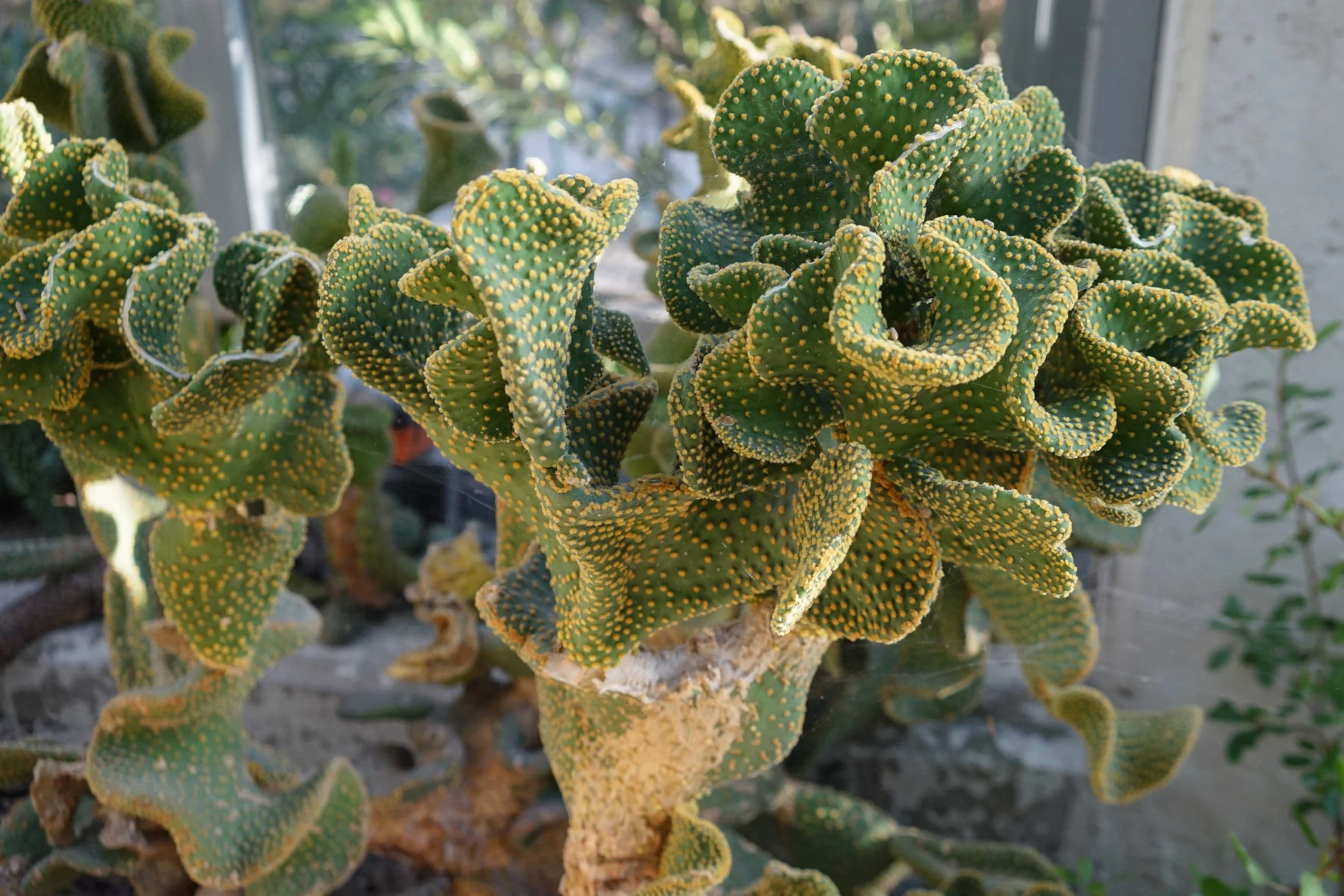 DSC07972-p.jpg