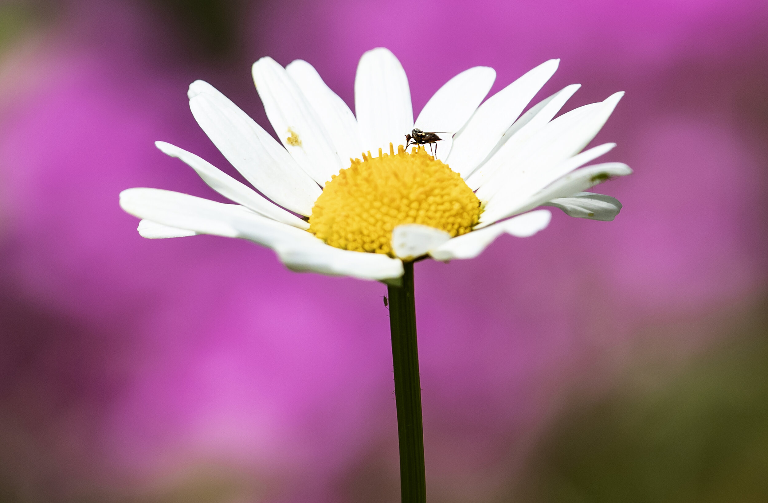 flowers insects_001 01.06.20.jpg