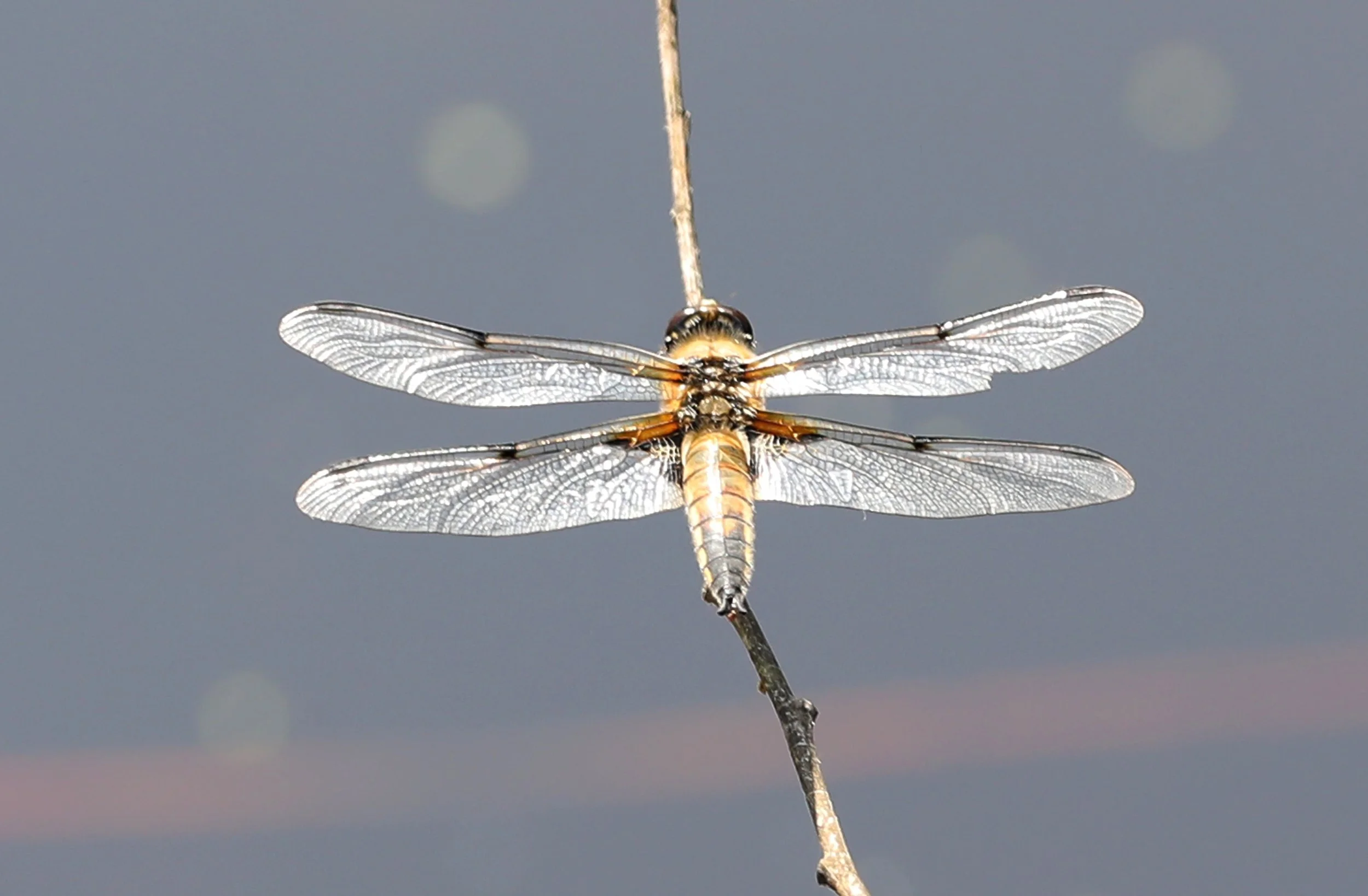 12062025 dragonfly workshop 018 -steve brading.JPG