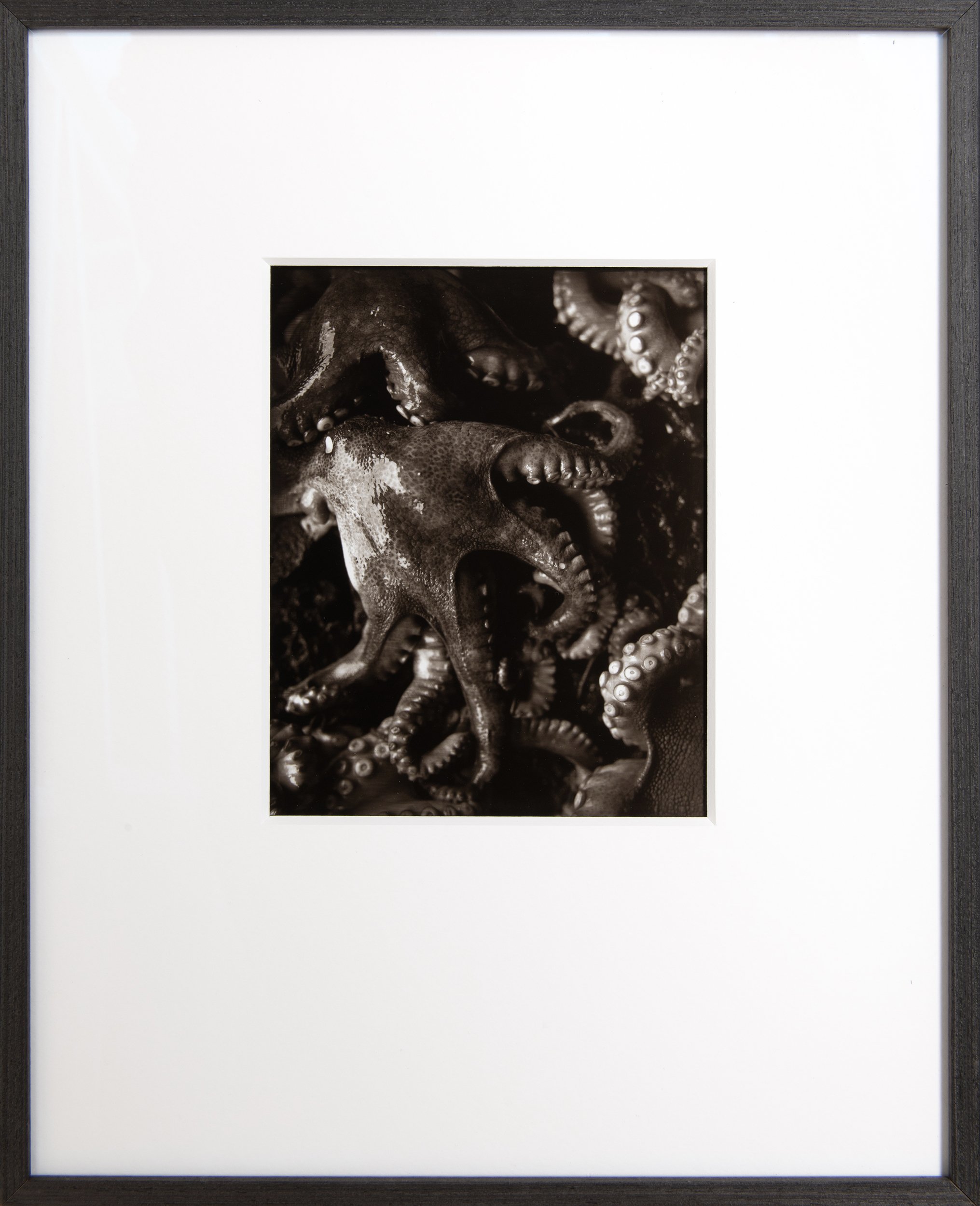 Tendrils , 8x10" Carbon print on glass . Custom framed . Unique State .