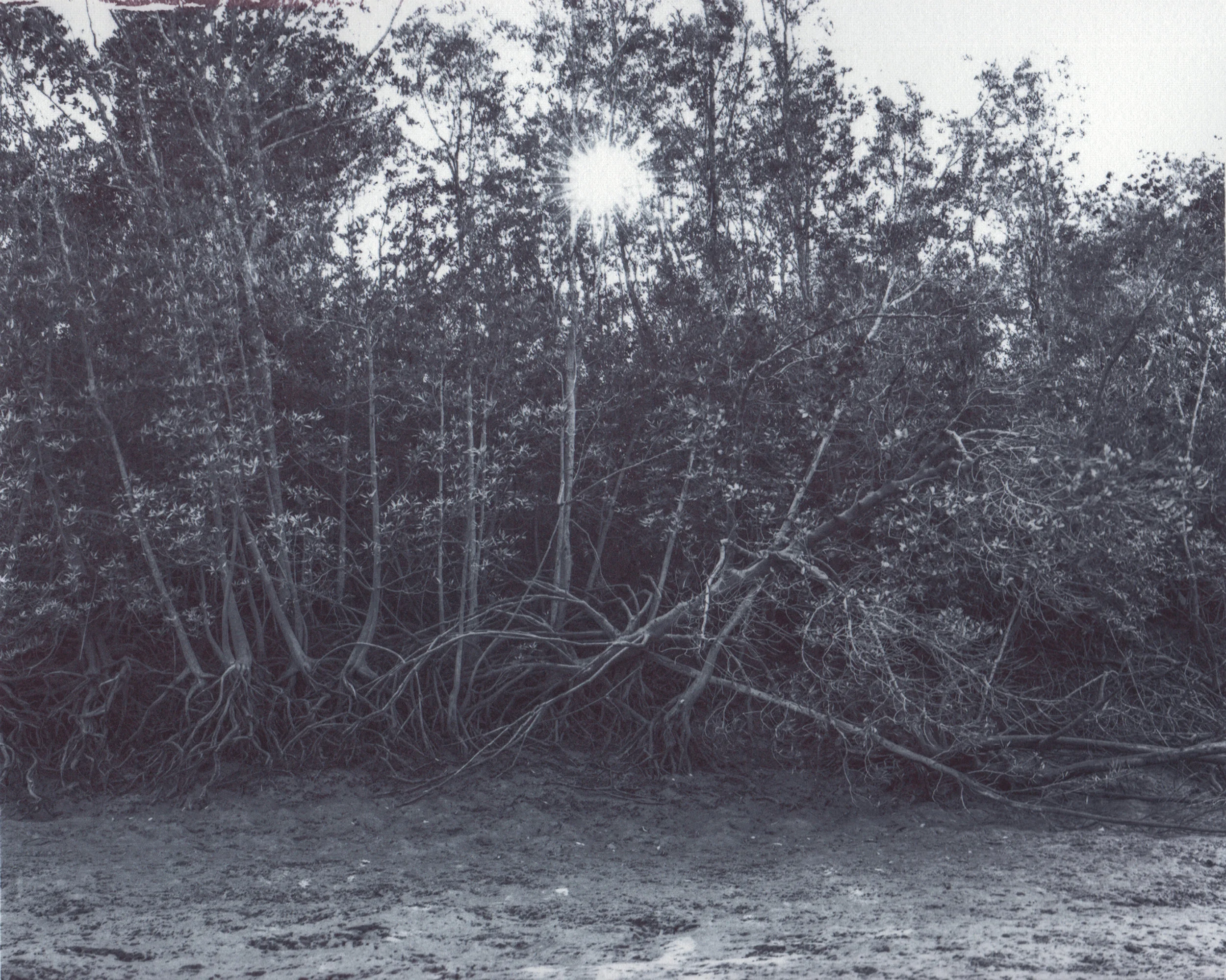 Mangroves