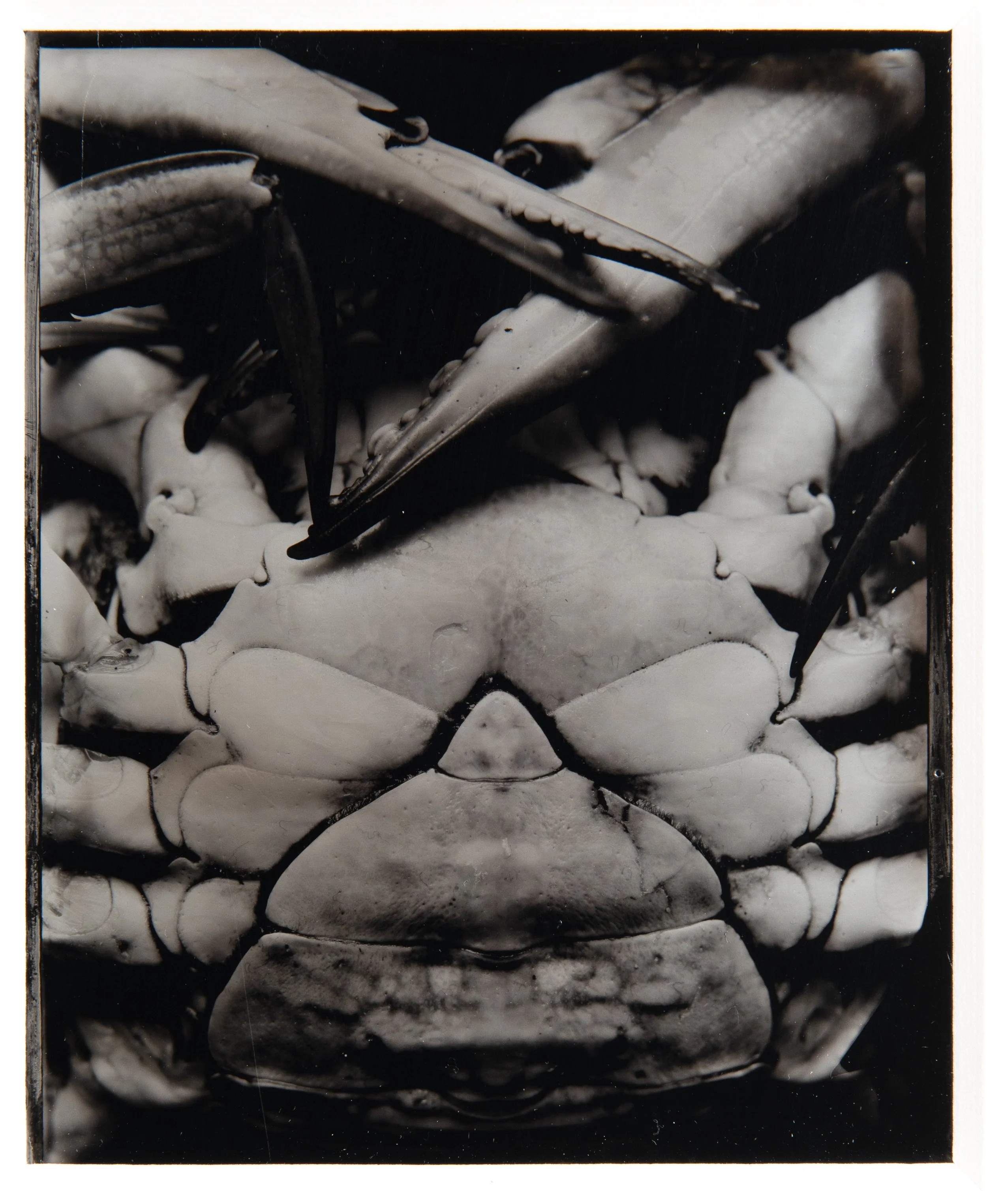 Armour, 4x5" Ambrotype, wet collodion on black glass.