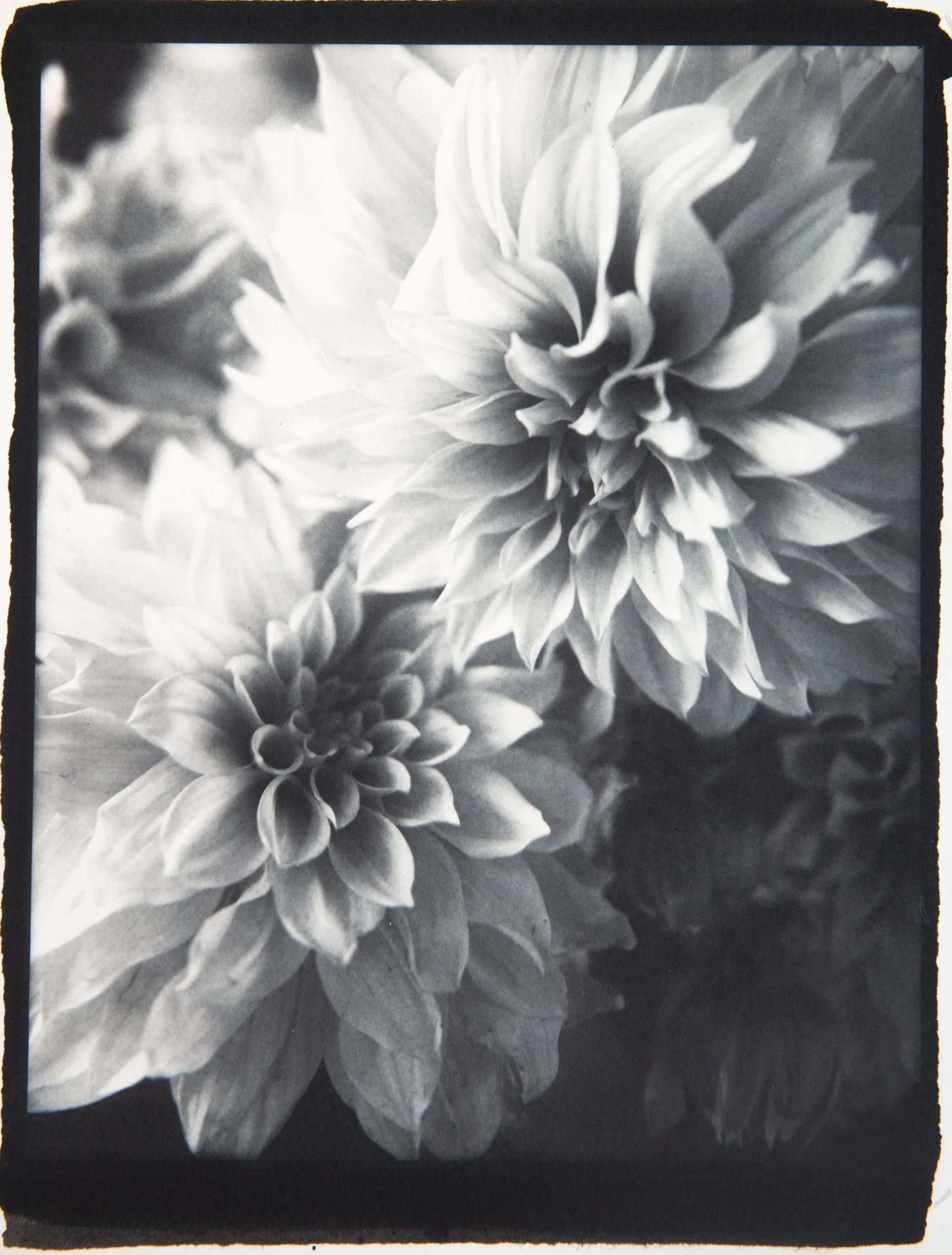 Dahlias, 8x10" Platinum/ Palladium print, from a Silver Gelatin dry plate glass negative.