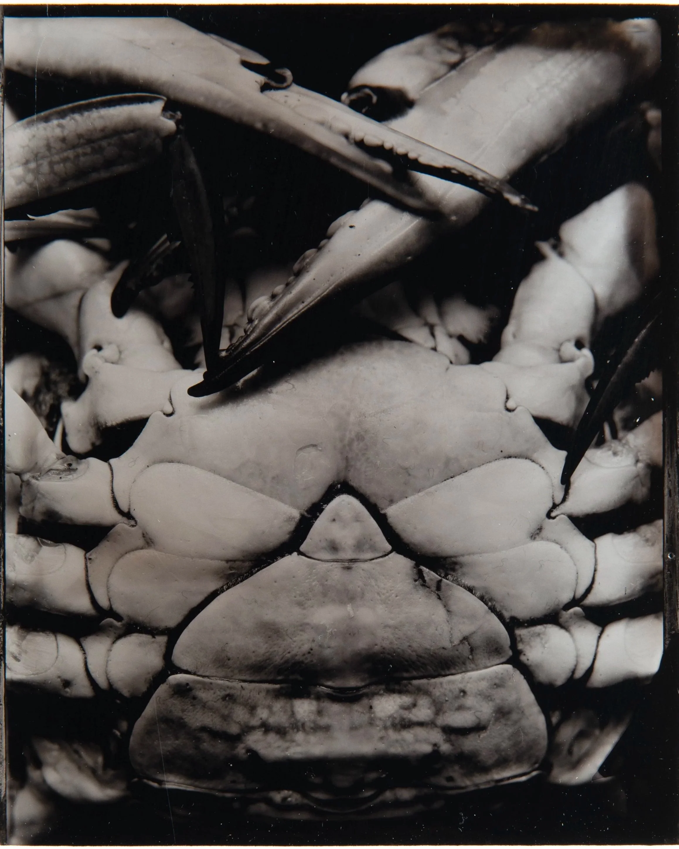 Armour, 4x5" Ambrotype, wet collodion on black glass.