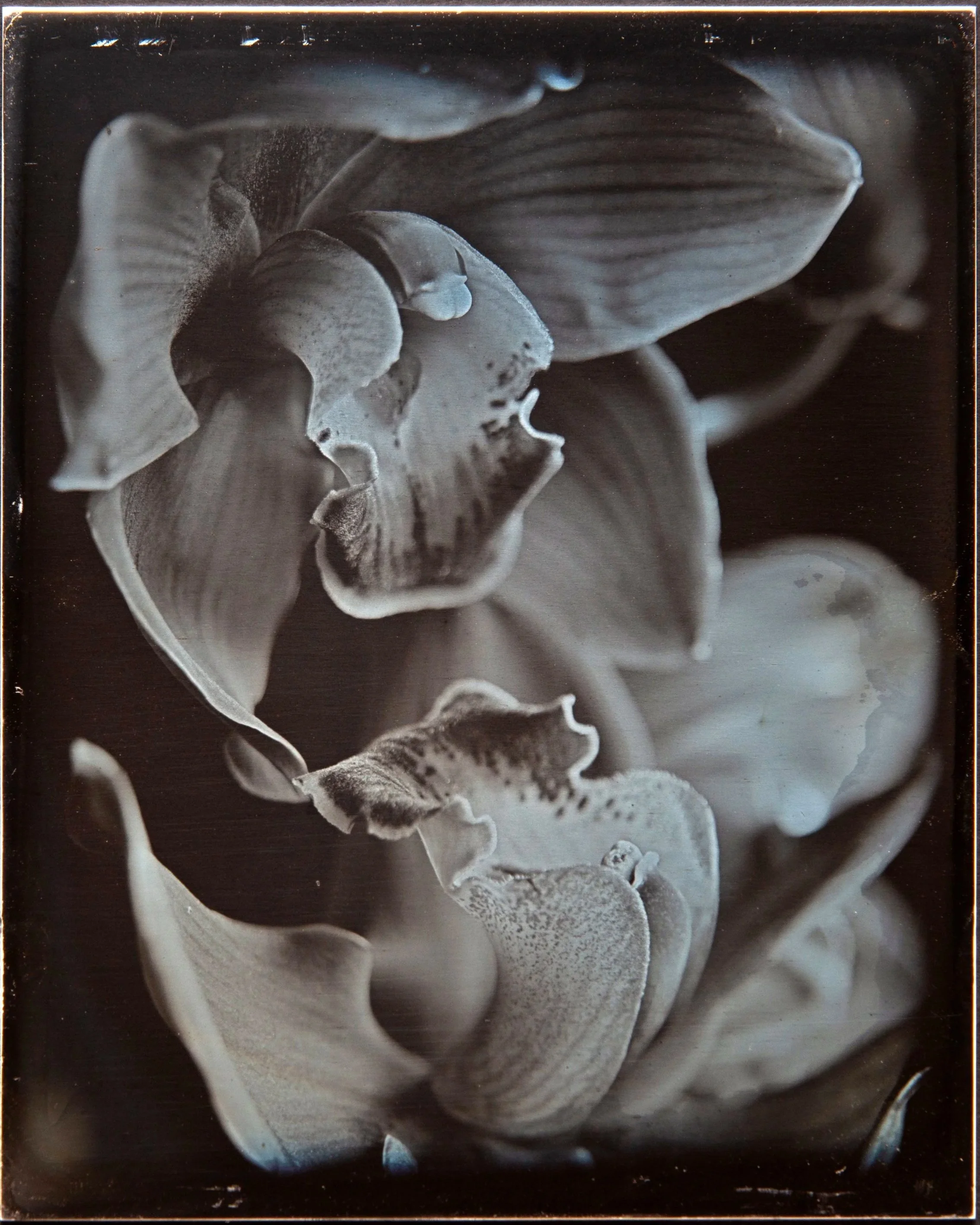 Cymbidium pair, 4x5" Daguerreotype on solid fine silver.