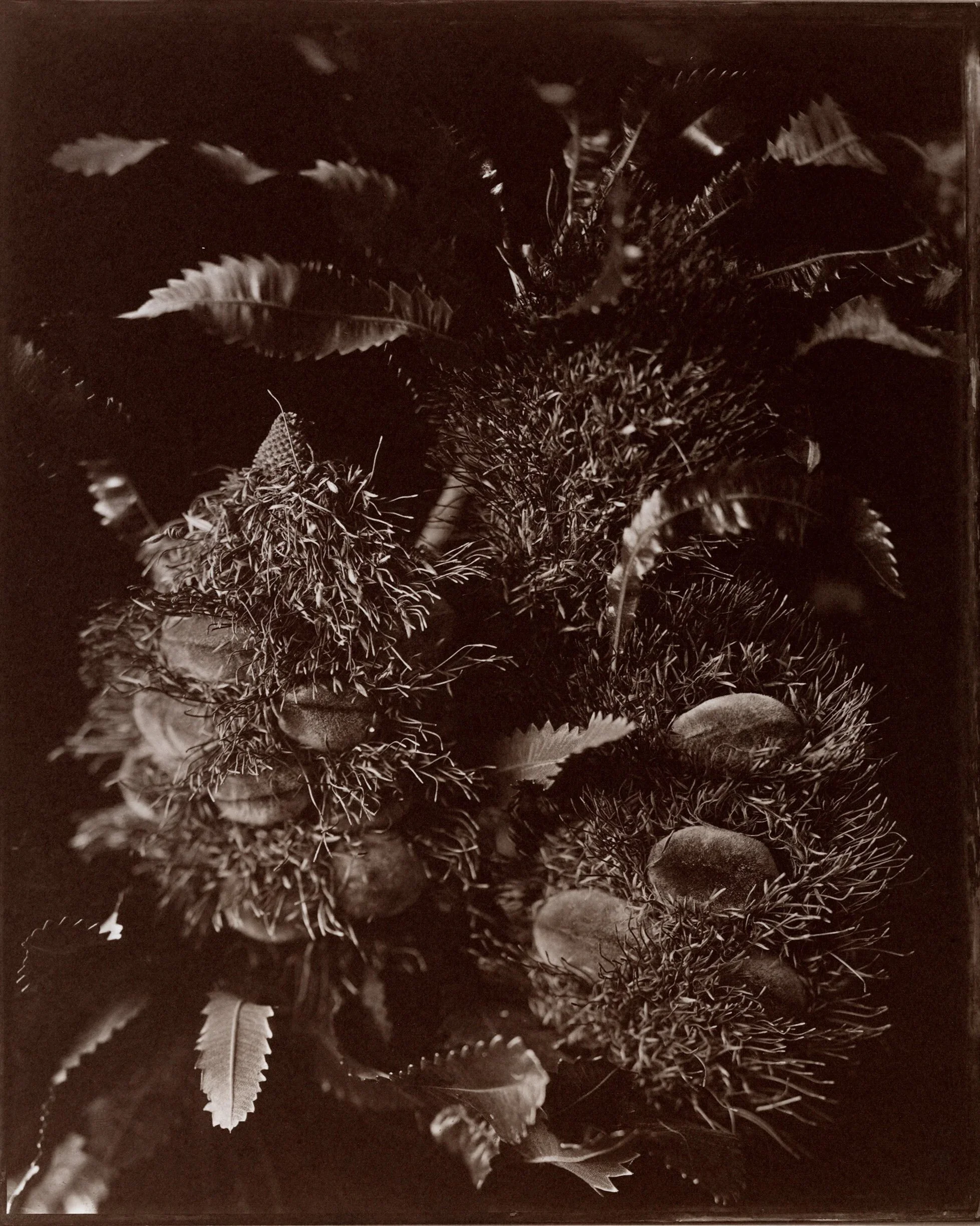 Old Man Banksia , 8x10" Salt print from a wet collodion glass negative.