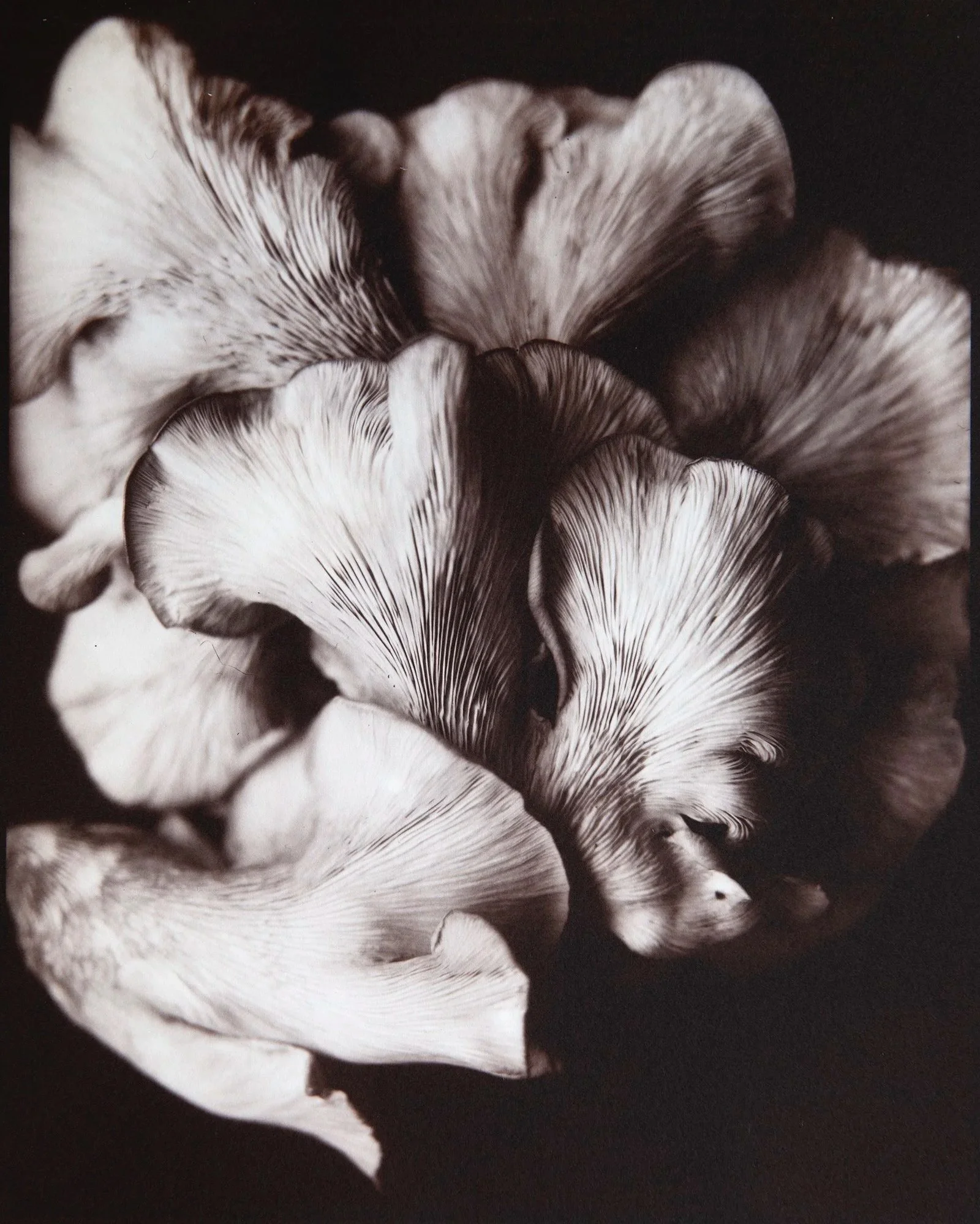 Gills, 8x10" Salt Print, from a Silver Gelatin dry plate glass negative.