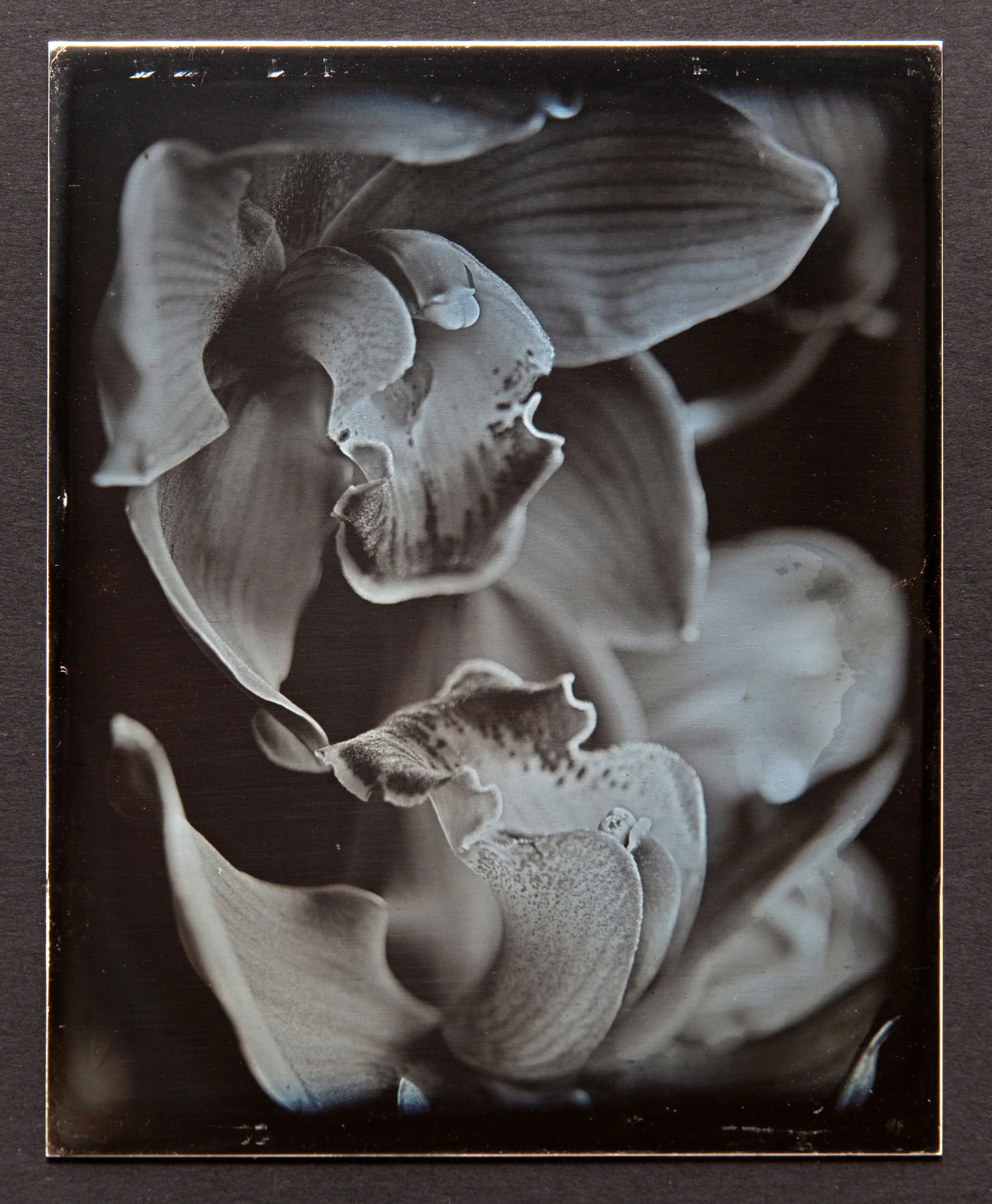 Cymbidium pair, 4x5" Daguerreotype on solid fine silver.