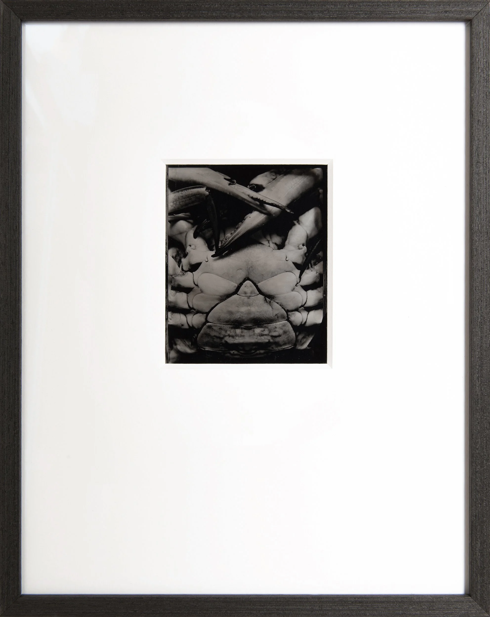 Armour , 4x5" Ambrotype , wet collodion on black glass . Custom framed . Unique state .