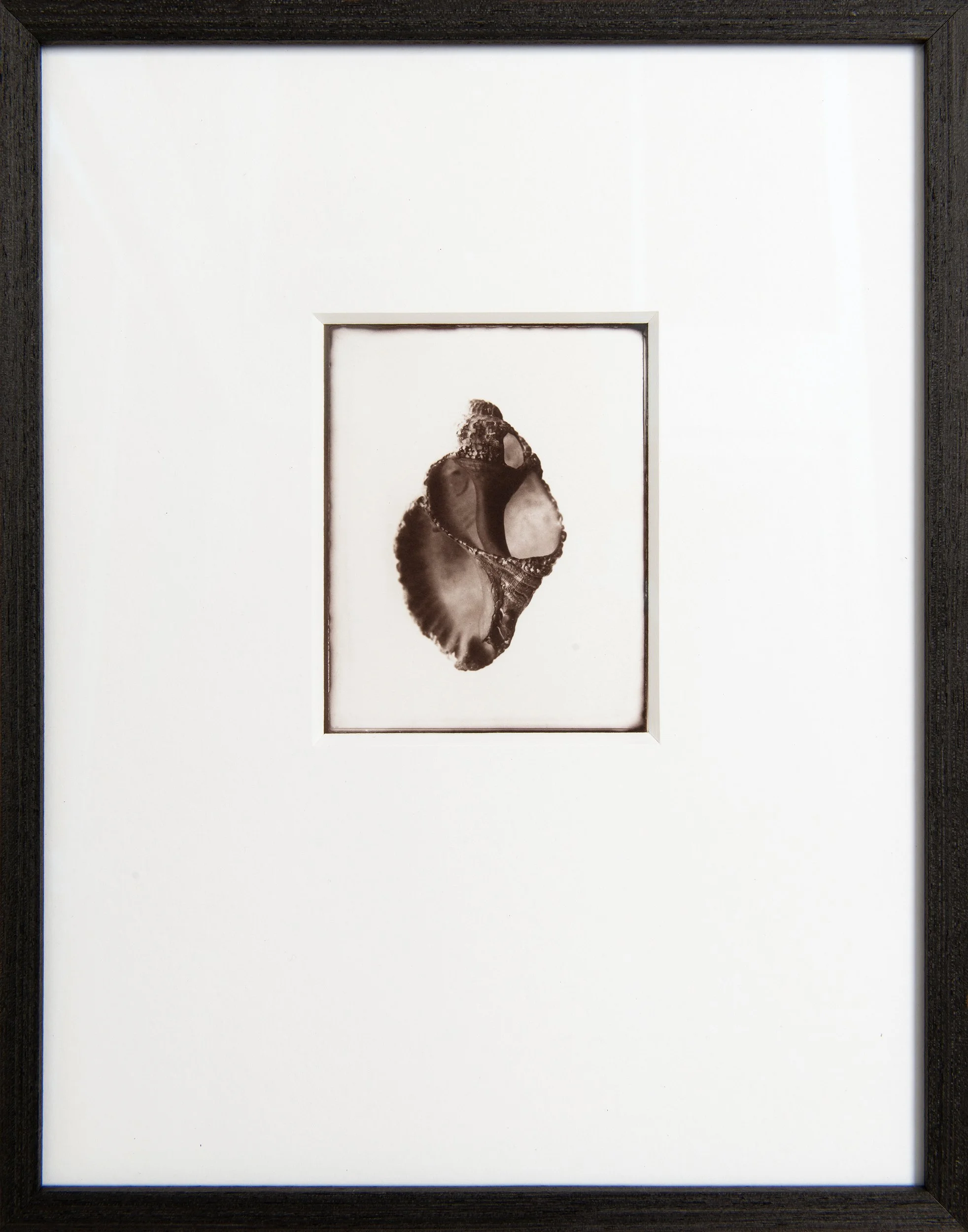 Helix , 4x5" Salt print from a silver gelatin dry plate negative . Custom framed . (edition of 3).
