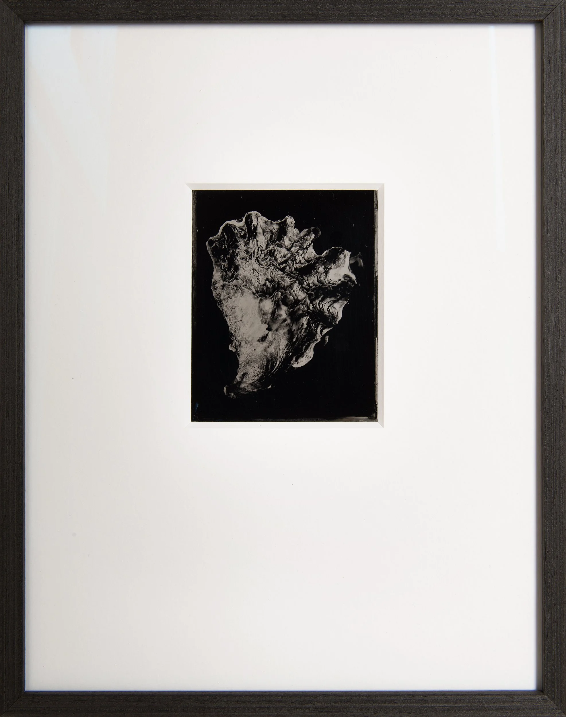 Rock Oyster , 4x5" Ambrotype , wet collodion on black glass . Custom framed . Unique state .