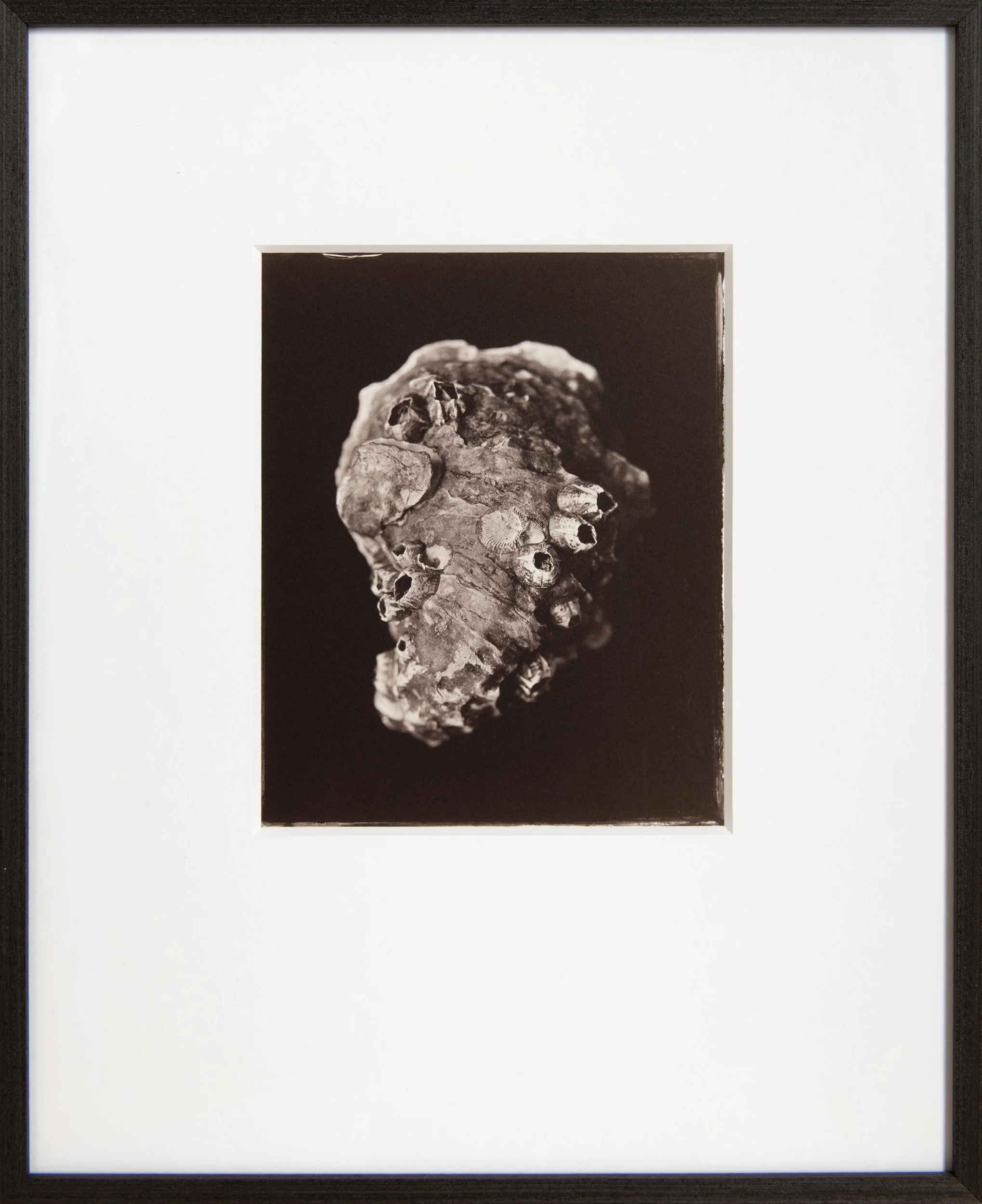 Oyster Shell Topography , 8x10" Salt Print from a wet collodion glass negative . Custom framed . 
(edition of 3).