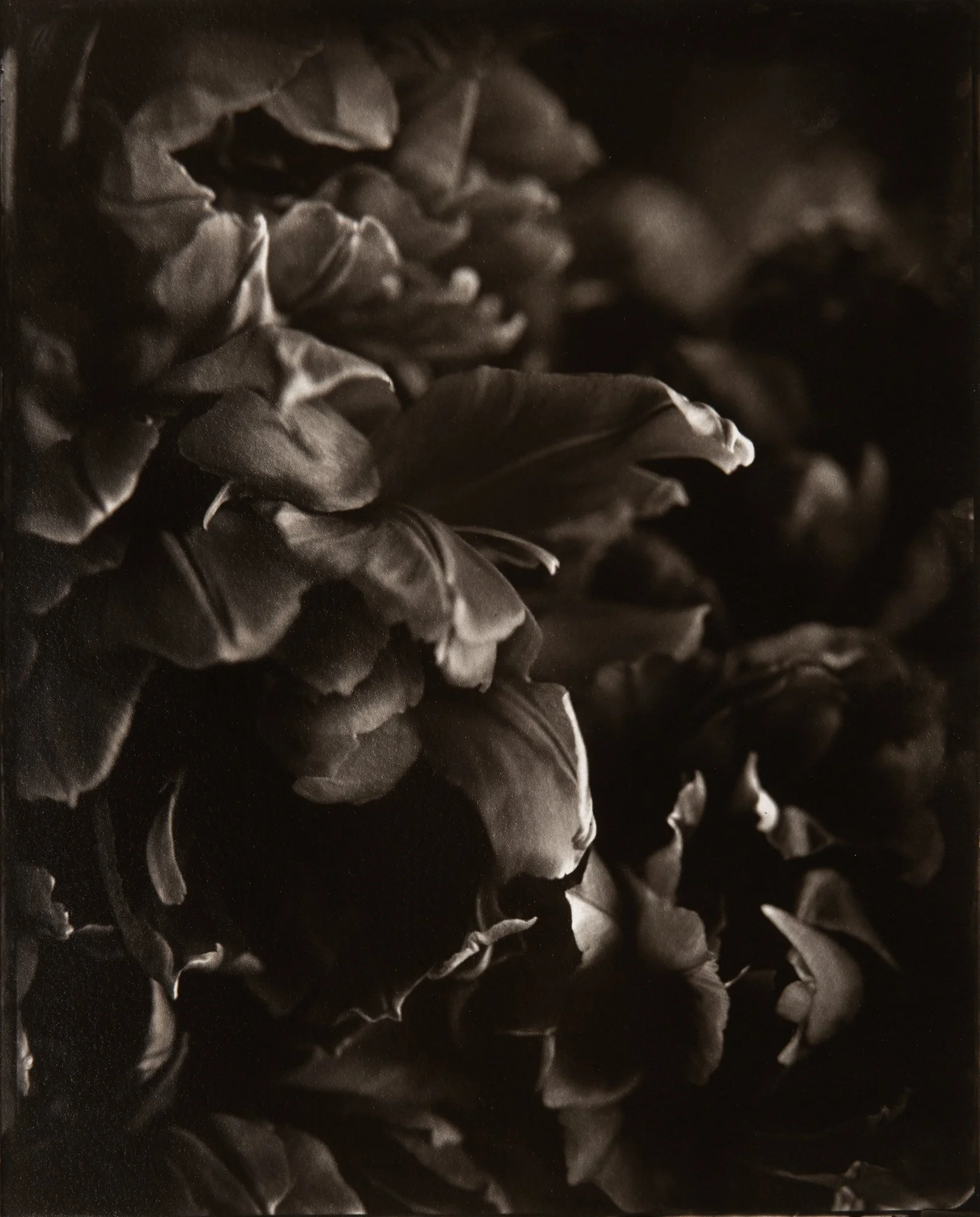 Black Tulips, 8x10" Carbon print, from a wet collodion glass negative.