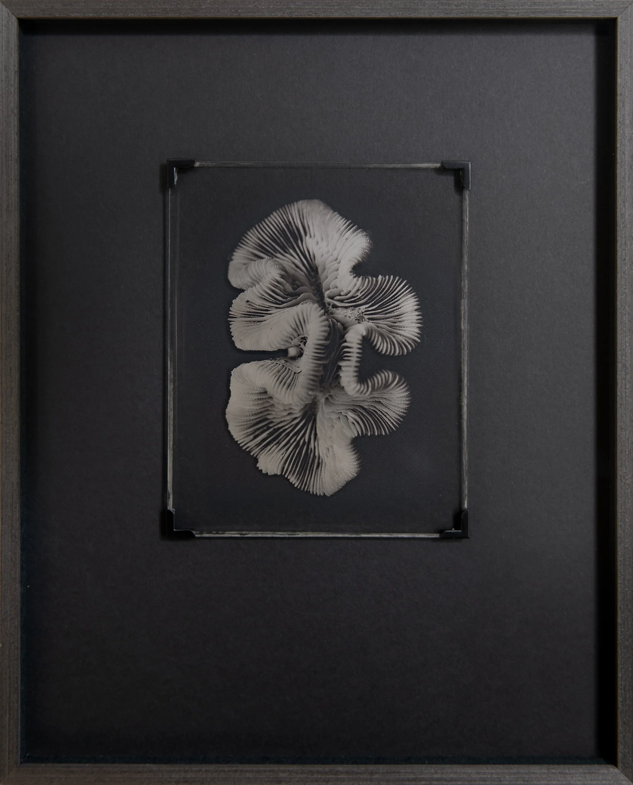 Coral , 8x10" Ambrotype , wet collodion on glass . Custom framed . Unique state . SOLD