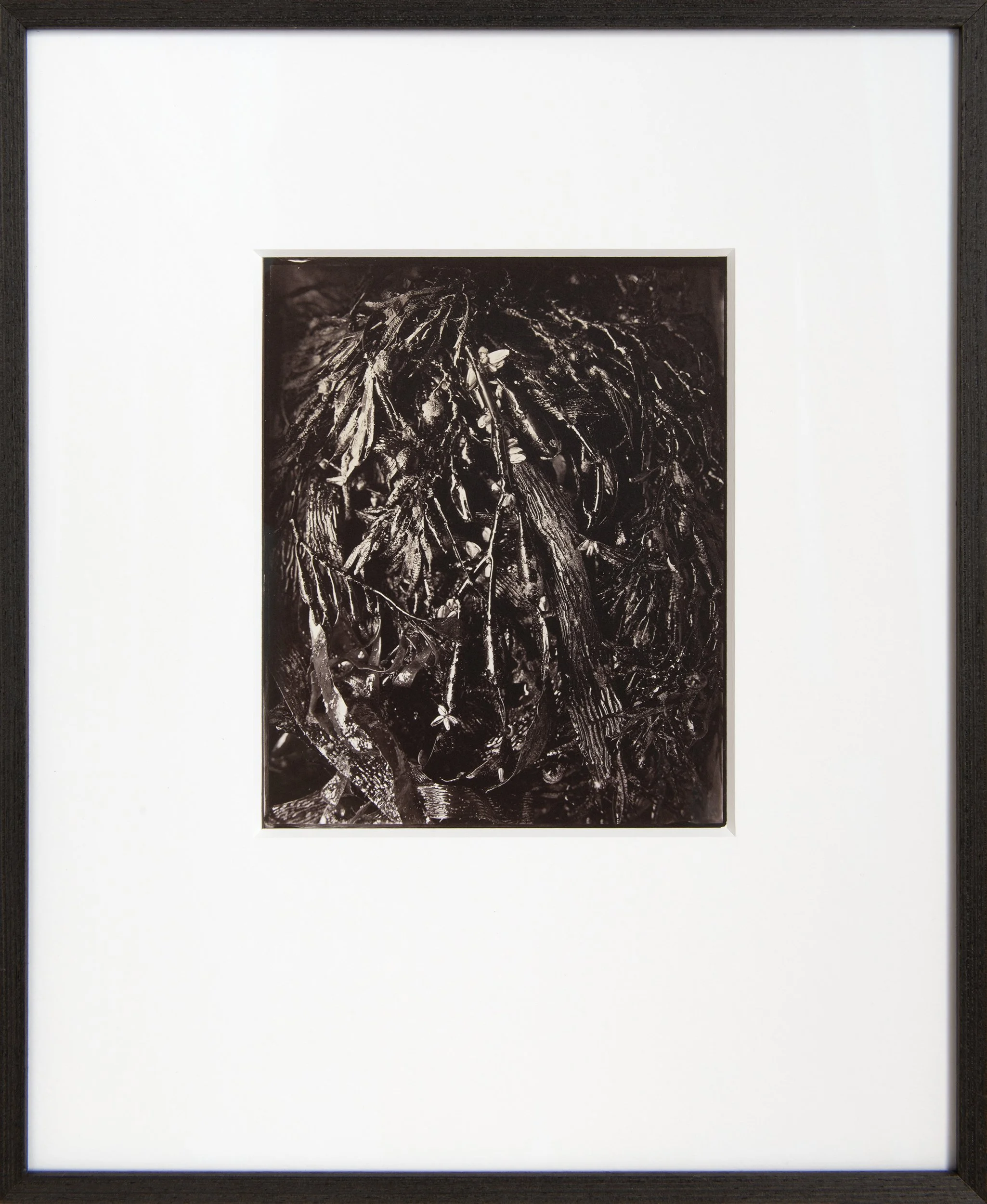 Shoreline ,, 8x10" Salt Print from a wet collodion glass negative . Custom framed . 
(edition of 3).