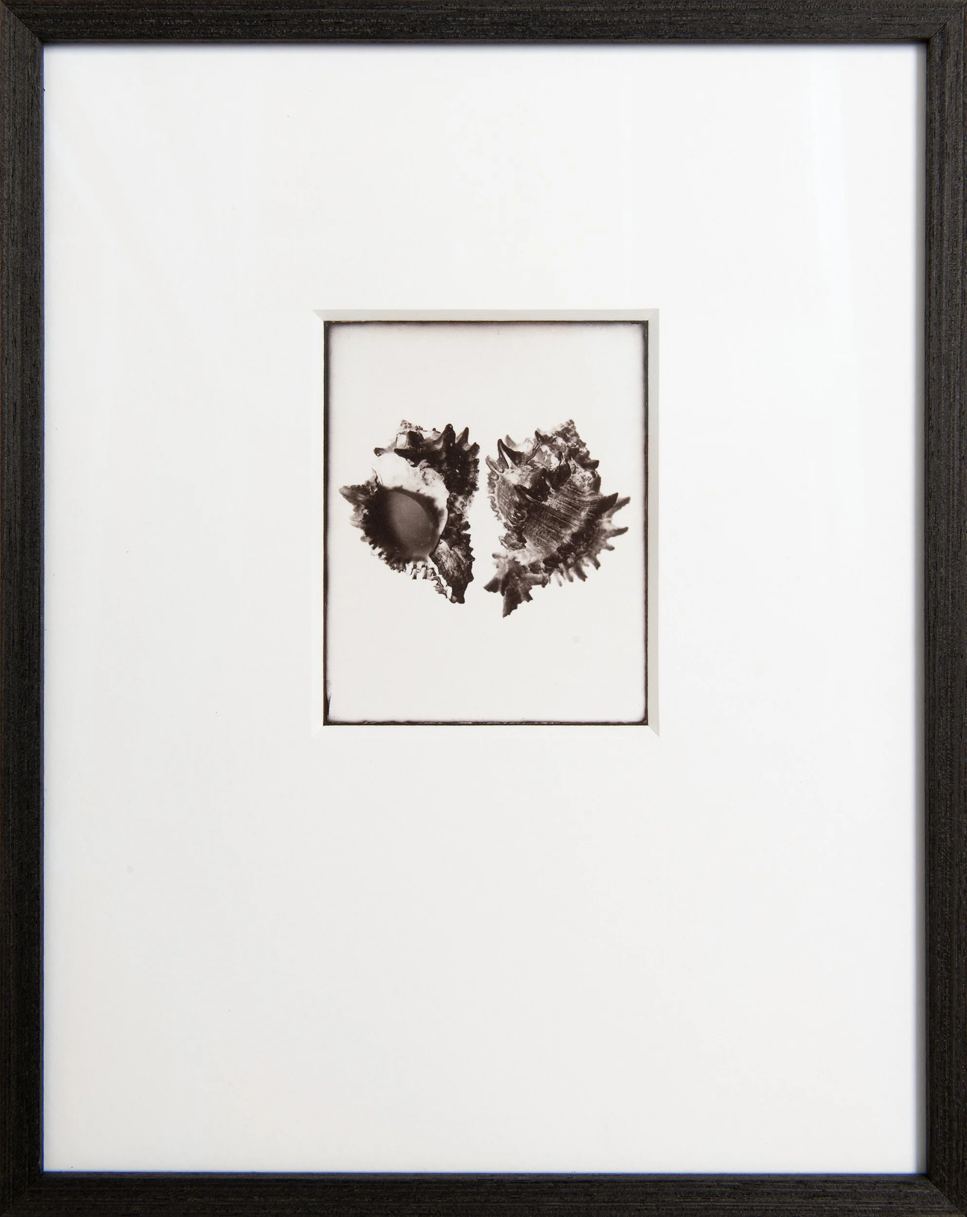 Murex Symmetry , 4x5" Salt print from a silver gelatin dry plate negative . Custom framed . (edition of 3).