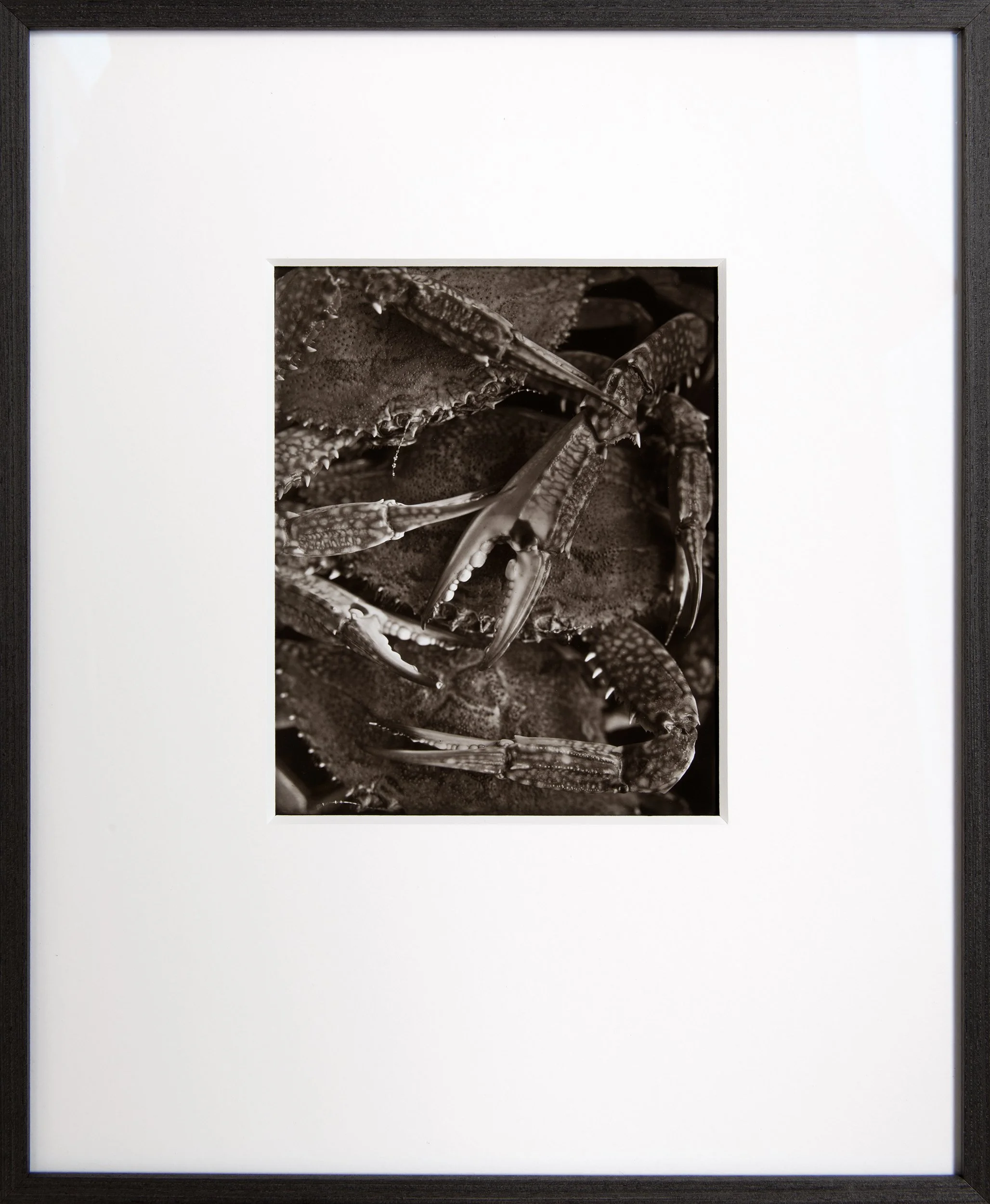Cast Of Crabs , 8x10" Carbon print on glass . Custom framed . Unique State .