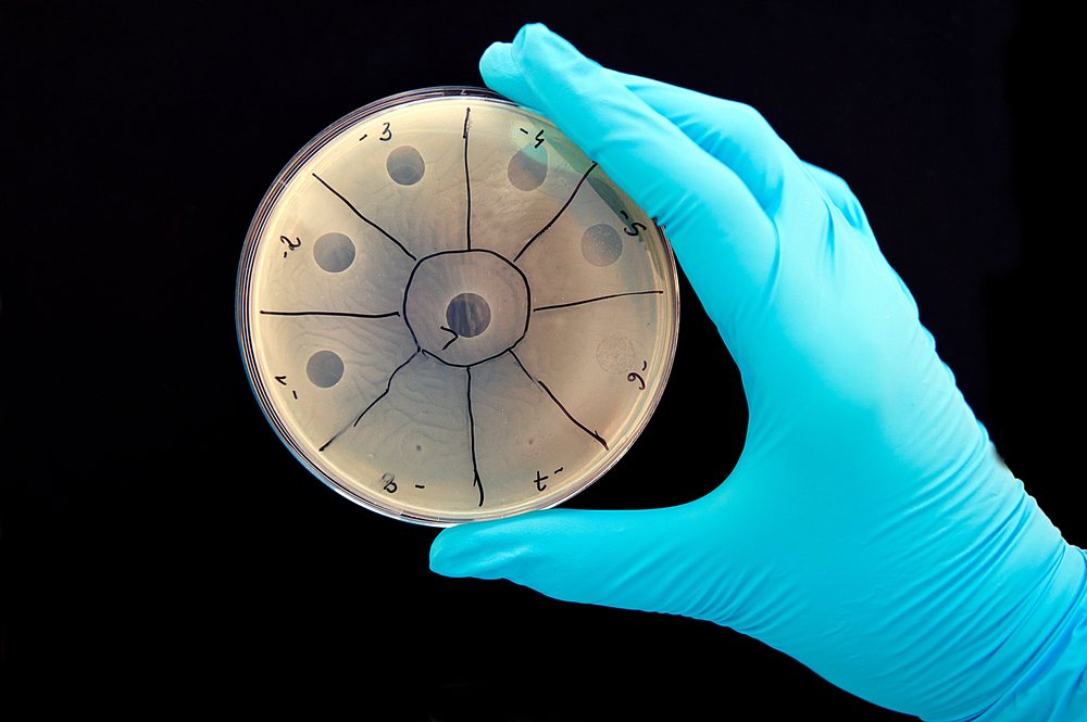 Phage plate.jpg