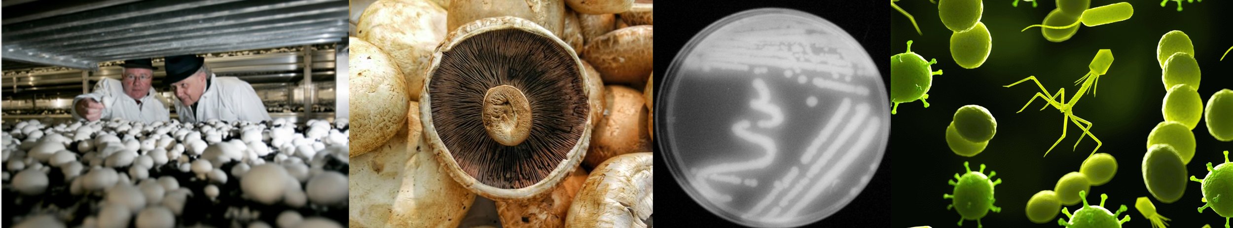 Mushroom blotch