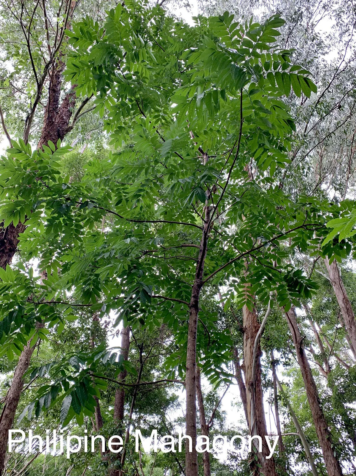Philipine Mahagony.jpg